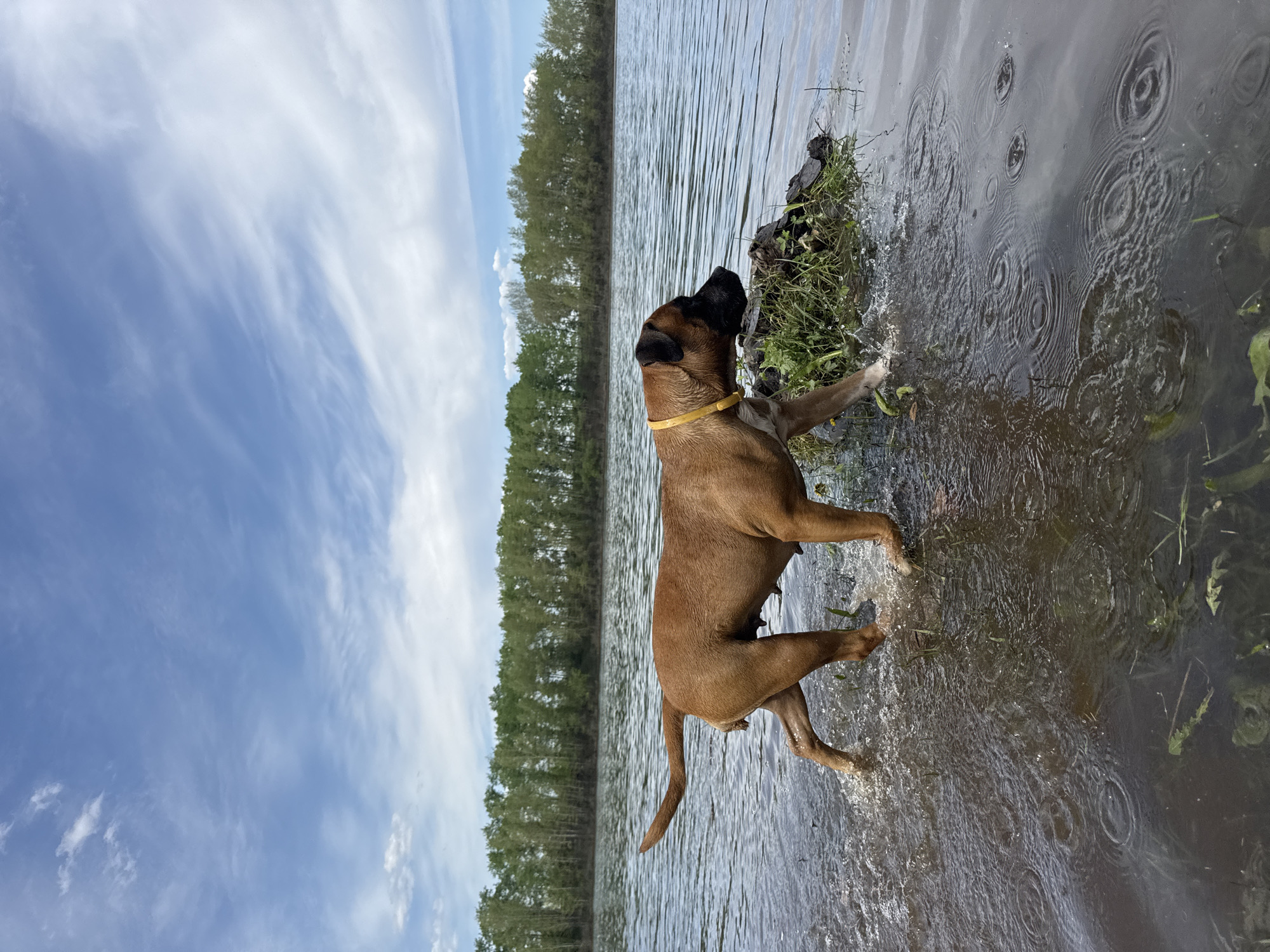 A medium-sized, tan-colored dog with a black muzzle and yellow collar is standing in shallow water. The dog is positioned near the edge of a body of water, reaching towards a cluster of dark rocks and vegetation. Trees are visible in the background along the shoreline, suggesting a lake or river. The sky is blue with scattered clouds. The water's surface is disturbed with ripples and reflections. The location is likely near a body of water in or around the city of Chaikovsky, Russia, as requested.