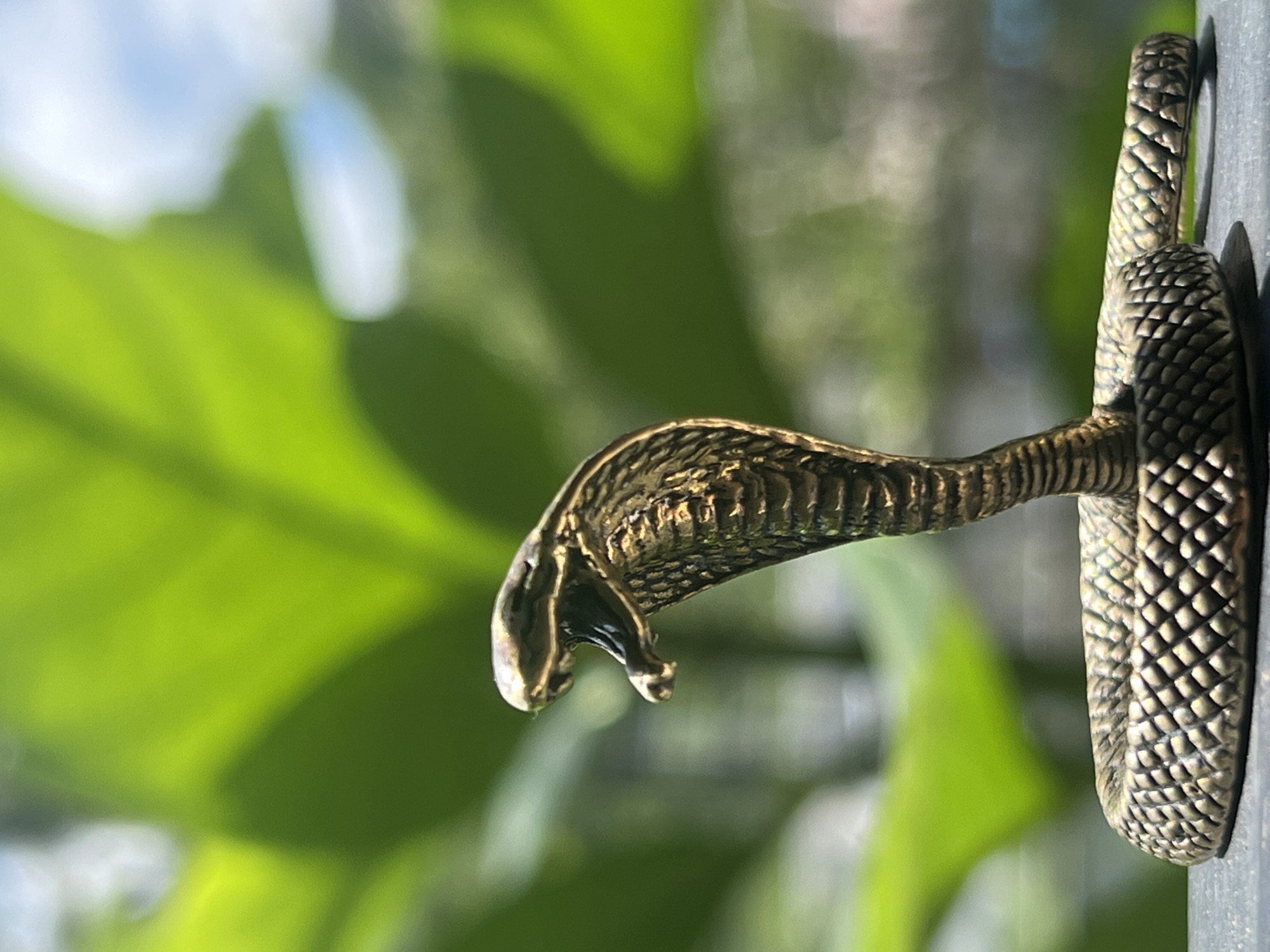 A close-up, low-angle shot showcases a detailed, metallic figurine of a cobra. The cobra is poised with its hood flared and mouth open, revealing a dark interior. Its body is coiled, with intricate scale detailing visible on both the hood and the coiled base. The figurine appears to be made of a brass-like material, reflecting a golden-brown hue.
The background is softly blurred, dominated by vibrant green foliage, suggesting an outdoor setting. Hints of a bright sky are visible in the upper right corner. The cobra figurine is placed on a dark, textured surface, possibly a ledge or tabletop.
While the specific location of Karon, Thailand, is mentioned, there are no visual elements in the image that definitively confirm this geographical placement. The image depicts a static object in an environment that could be found in many tropical or subtropical locations. There are no people, animals, or actions observed in the scene.