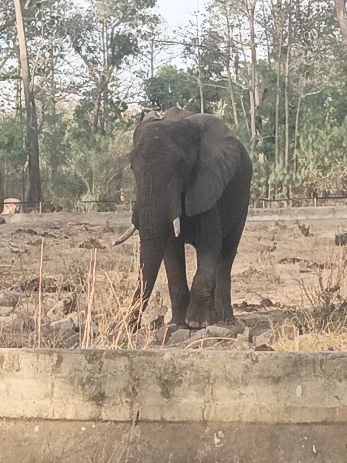An adult African elephant, dark grey in color, stands in a dry, open enclosure in Garun Gawa, Nigeria. The elephant is positioned mid-frame, facing slightly to the left, and possesses large ears and two tusks; the left tusk appears longer. It stands on uneven ground composed of rocks and sparse, dry, light-colored vegetation. A weathered concrete barrier forms the lower foreground. The background features numerous trees with varying foliage density, visible under a bright sky. No people or other animals are present in the scene.