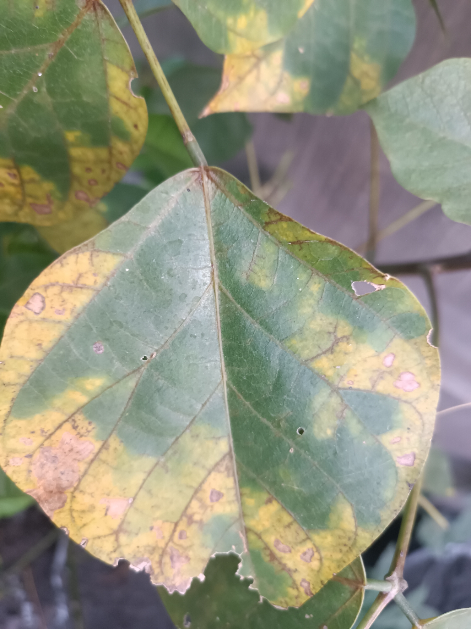 A close-up, slightly blurry shot shows a green and yellow mottled leaf with brown spots and holes in its edges. The leaf is attached to a thin stem, and other leaves are visible in the background, some also showing yellowing. The setting appears to be outdoors, possibly a garden or park in Tabanan, Indonesia.