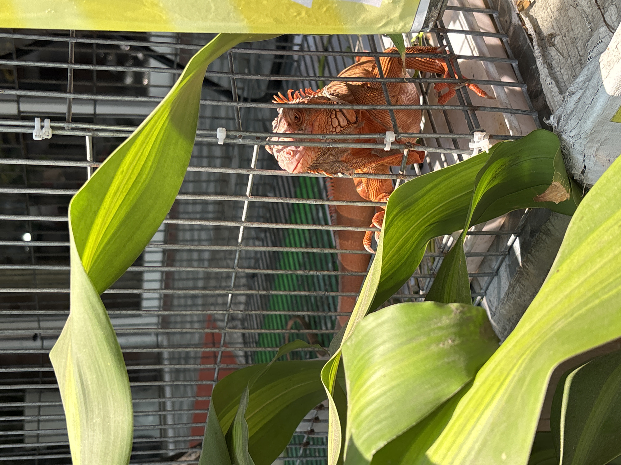 A vibrant orange-red iguana is prominently featured inside a wire mesh cage, illuminated by bright daylight. The reptile's head and upper body are clearly visible, with its scaled skin, distinctive spiky crest along its head and neck, and textured facial features. Its mouth is slightly open, revealing part of its lower jaw. Its claws are visible, gripping the horizontal bars of the cage.
Several broad, green leaves, possibly from a corn or similar plant, are positioned in the foreground and midground, partially obscuring the cage and the iguana, creating a natural framing. These leaves show strong sunlit highlights and visible veins. White plastic clips are attached to the cage bars in several places.
The background, seen through the cage, includes various elements. There appears to be green corrugated metal sheeting, a grey concrete wall, and a piece of light-colored, possibly ripped fabric material in the upper right. The strong sunlight suggests a clear, sunny day, casting distinct shadows and highlighting textures. The overall setting appears to be an outdoor enclosure, possibly in a commercial or animal display area. No discernible text is visible on any objects in the image.