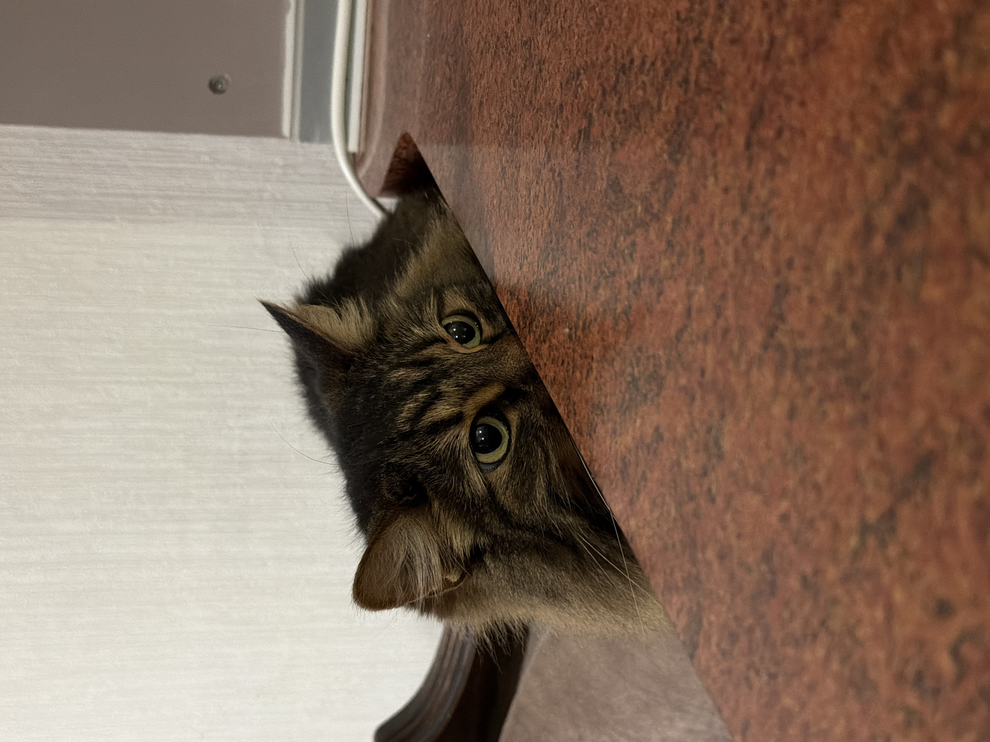 A fluffy brown tabby cat with green eyes peeks over the edge of a wooden table. The cat's head is mostly obscured, with only its eyes, nose, ears, and a portion of its face visible. The table has a reddish-brown, wood-grain pattern. The background is a plain, lightly textured wall. The scene appears to be indoors, possibly in a home.