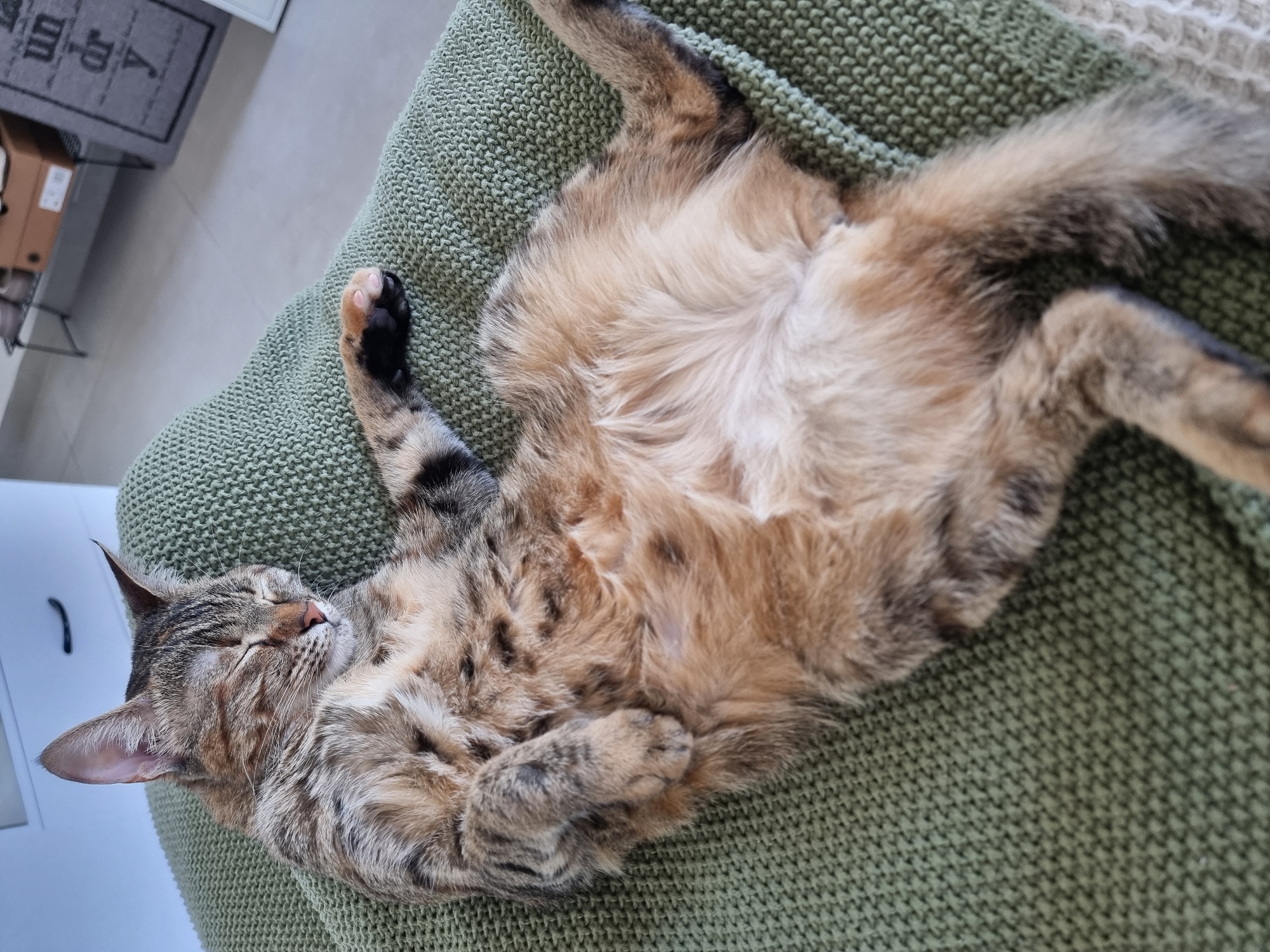 A tabby cat is sleeping on a green knitted blanket. The cat is lying on its back with its paws curled up. Its eyes are closed and its mouth is slightly open, suggesting it is in a deep sleep. The cat's fur is a mix of brown, black, and tan stripes. The blanket appears to be a textured knit with a prominent weave. In the background, a white drawer unit is visible, with a black handle. To the left of the drawer, a portion of a grey rug with white lettering is visible, with the text "in m" partially obscured. The scene suggests a relaxed and comfortable domestic environment. The lighting appears to be natural, indicating daytime. The location context of Ramat Gan, Israel, provides geographical information.