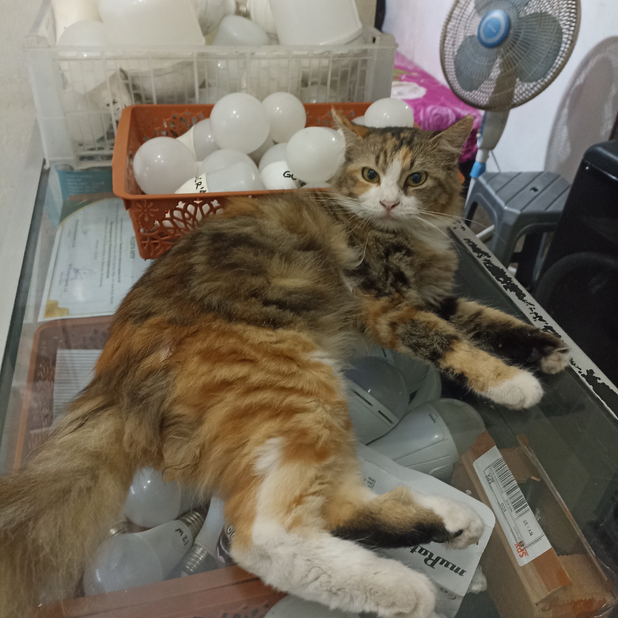 A calico cat is lying on a glass surface in front of a basket filled with light bulbs. The cat is looking directly at the camera with its body partially obscured by the basket. Behind the cat and the basket of light bulbs, a fan is visible, along with some stacks of what appear to be more light bulbs and a small gray stool. The overall environment suggests an indoor setting, potentially a workshop or storage area. The image is taken from a slightly elevated angle, capturing the cat and its surroundings. The specific location in Magelang, Indonesia, cannot be determined from the visual information provided in the image.