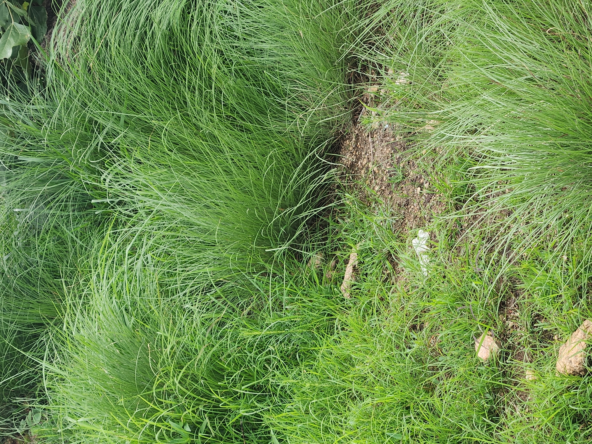 The image depicts a close-up view of dense, green grass growing in a somewhat unkempt area. The grass blades are long and slender, with a slightly windblown appearance. In several areas, the grass parts to reveal patches of dry, brown soil mixed with small pebbles and some scattered debris, including what appear to be a few pieces of white plastic and some light-colored, rocky or earthen objects. The scene suggests an outdoor environment, possibly a park, roadside, or undeveloped land. There are no people or animals visible in the image. The overall impression is one of natural growth with signs of minor human impact in the form of litter. The image does not contain any visual cues that can definitively place it in the city of Jos, Nigeria.