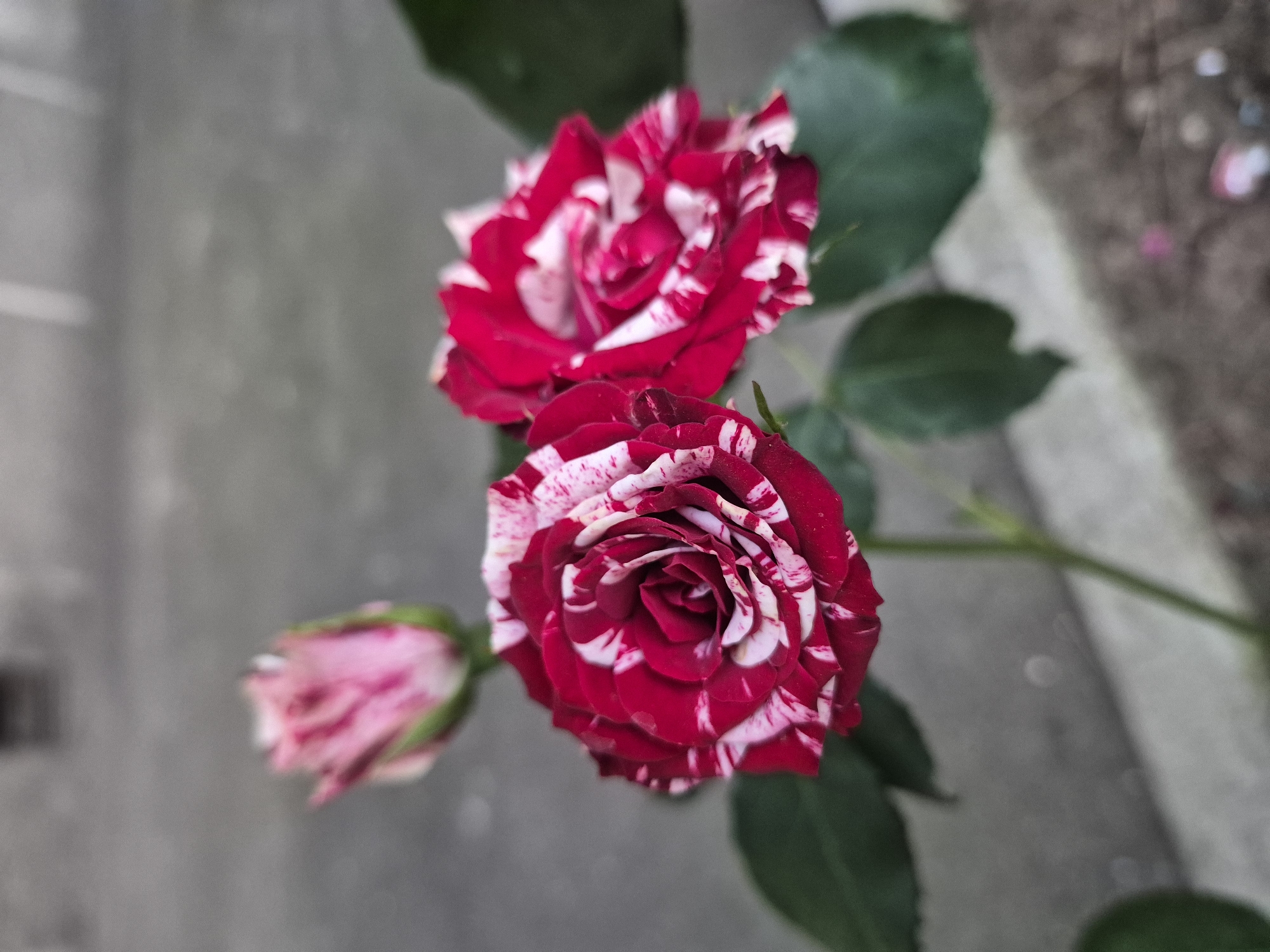 This is a close-up, eye-level, vertical shot of three variegated roses, with red petals streaked with white. In the foreground, a fully bloomed rose is on the left, and another partially bloomed rose is on the right. Behind them, a rosebud is visible, also with red and white streaks. Dark green leaves are present around the roses, and the background is a blurred, greyish concrete surface, suggesting an outdoor urban environment. The lighting appears to be natural, with soft shadows.