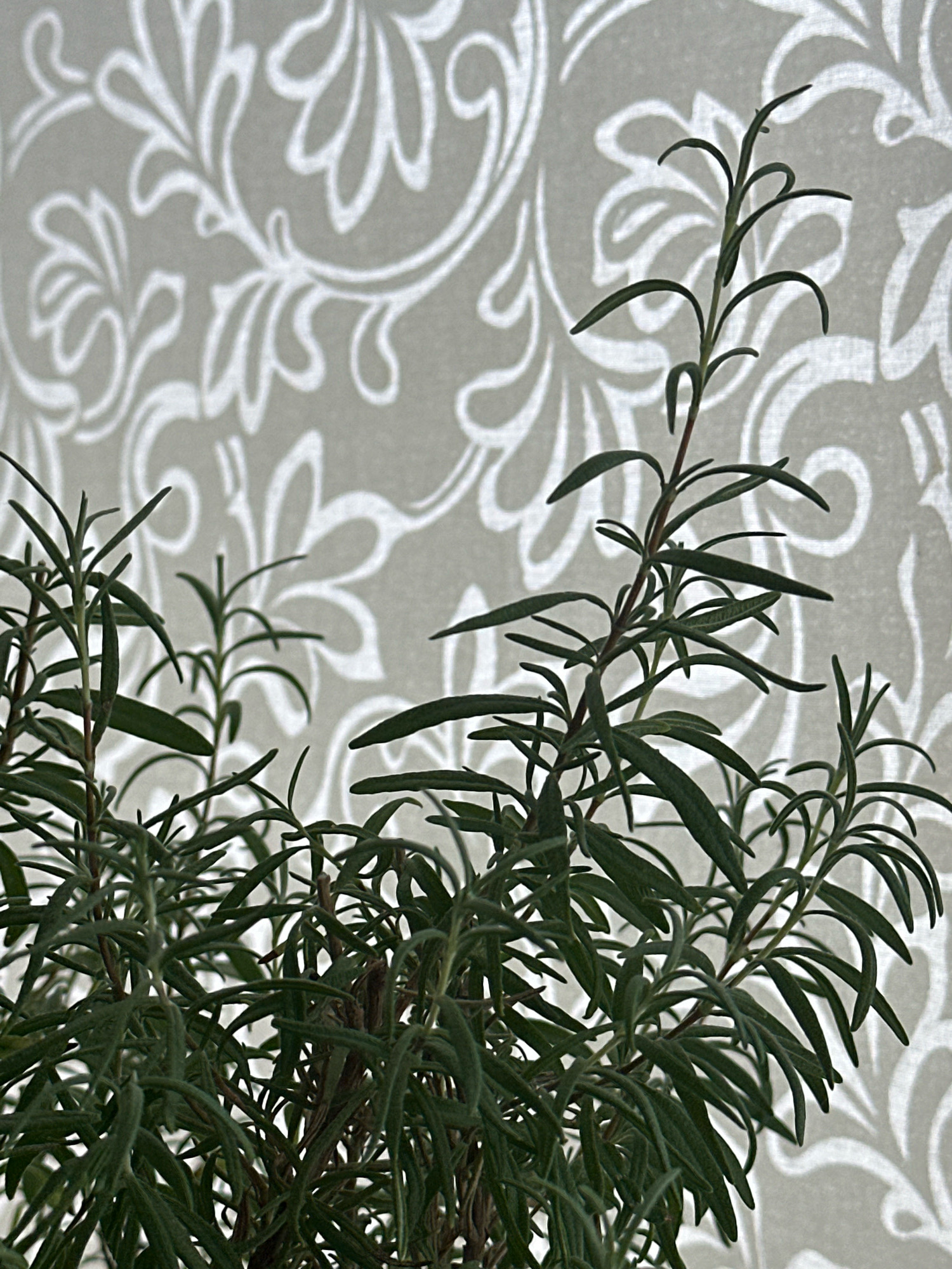 This is a close-up, eye-level, outdoor photograph of a potted rosemary plant with dark green, needle-like leaves. The plant is positioned in the foreground, with its branches extending upwards and outwards. The background features a light-colored fabric with a white, ornate floral pattern, possibly a curtain or upholstery. The lighting creates subtle shadows on the fabric, highlighting the texture of the pattern. There are no people or animals visible in the image. The scene appears to be in a domestic or greenhouse setting, with no specific indicators of its location within Nevinnomyssk, Russia.