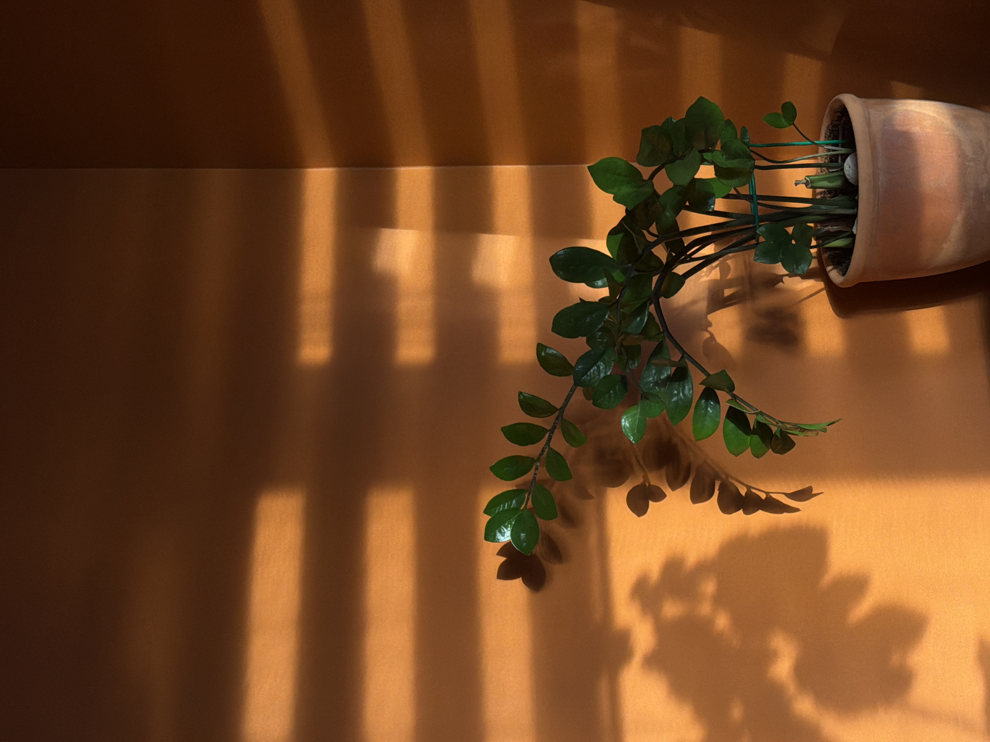 A potted ZZ plant with lush green leaves is positioned in a corner where warm, horizontal light beams create strong shadows on an orange-toned wall. The plant, supported by green stakes, sits in a terracotta pot. The light source appears to be from blinds casting distinct rectangular patterns and shadows. The setting is indoors, with a corner of a room visible. The image is framed to focus on the plant and the interplay of light and shadow. No people are present. The location is in the city of Khimki, Russia.