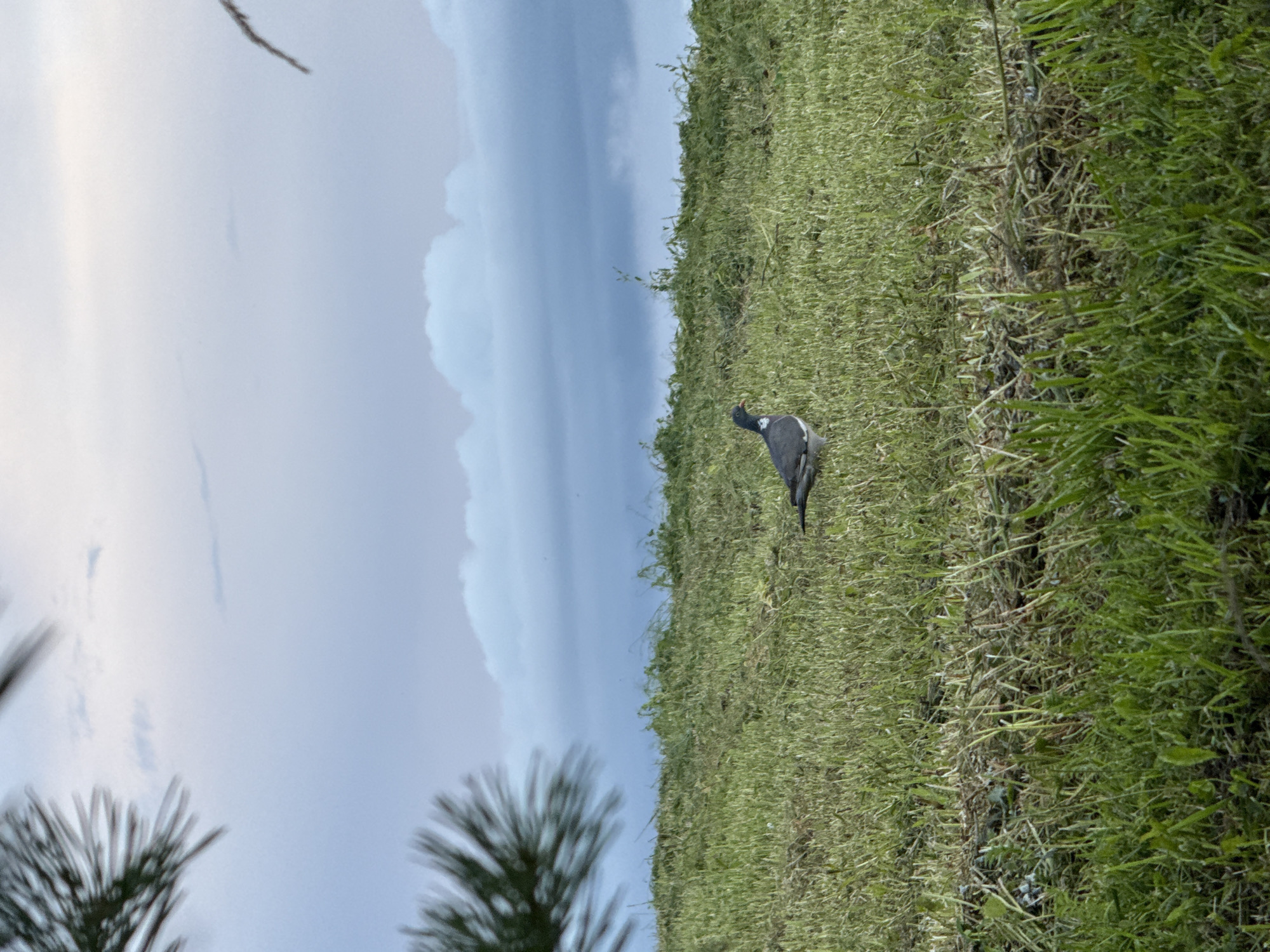 The image captures a single pigeon standing on a grassy slope under a cloudy sky. The pigeon is positioned towards the left of the frame, facing right, with its body angled slightly away from the viewer. Its plumage is a mix of gray, white, and black. The grass is lush and green, with some drier, lighter-colored patches visible. In the background, the sky is a dramatic mix of grays and blues, with large, fluffy clouds dominating the upper portion of the image. A dark branch from what appears to be a pine tree hangs into the frame from the top left, partially obscuring the sky. The scene is natural and appears to be an outdoor landscape. The location in the city of Galinė, Lithuania is not evident from the visual information present in the image.