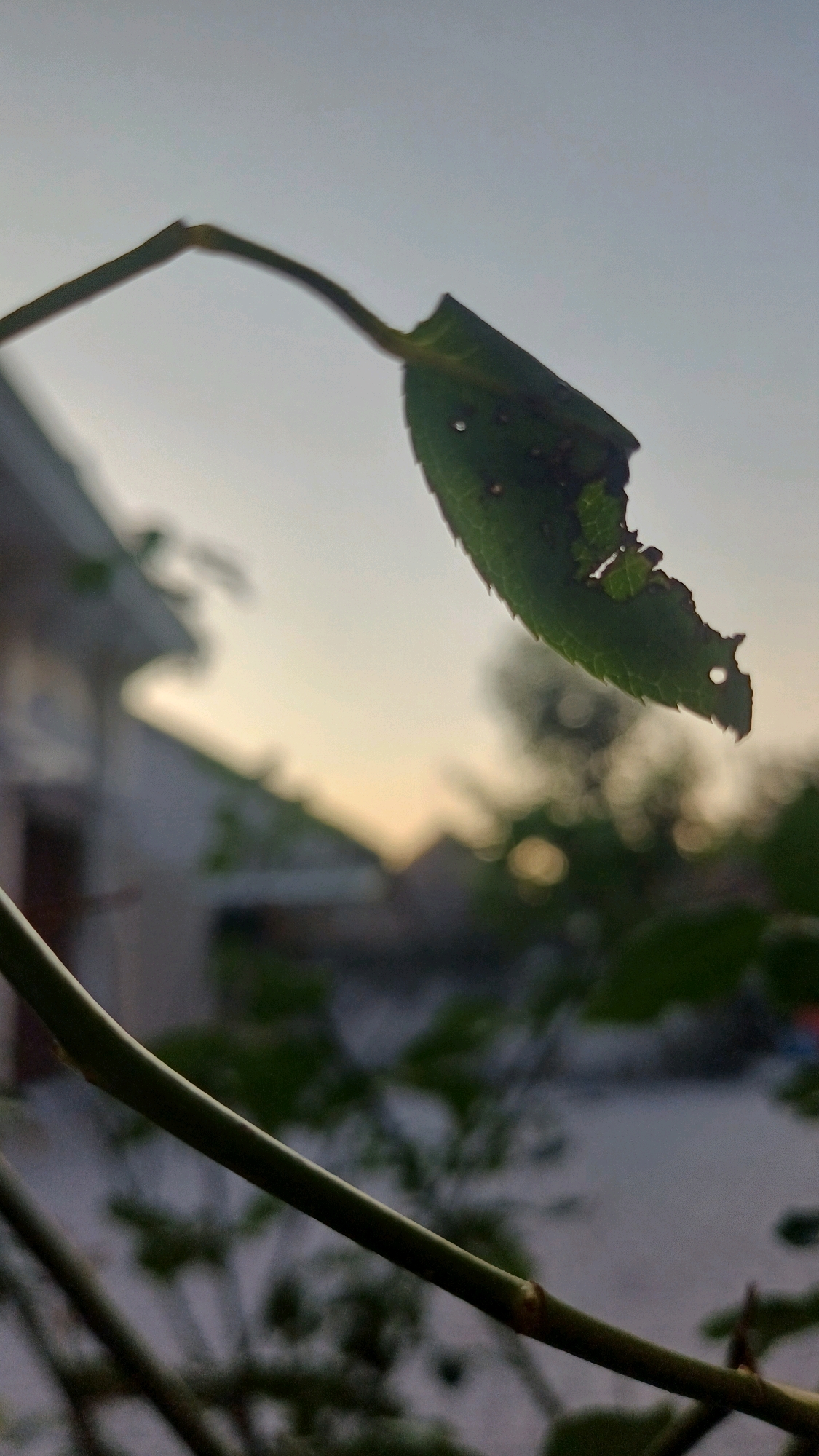 A close-up, shallow depth-of-field shot captures a damaged green leaf dangling from a thin stem. The leaf exhibits several holes and ragged edges, suggesting insect damage. In the blurred background, hints of a residential area in Jampirejo, Indonesia are visible, with the soft glow of the sky at dusk casting a warm light. The overall atmosphere is serene and slightly melancholic.