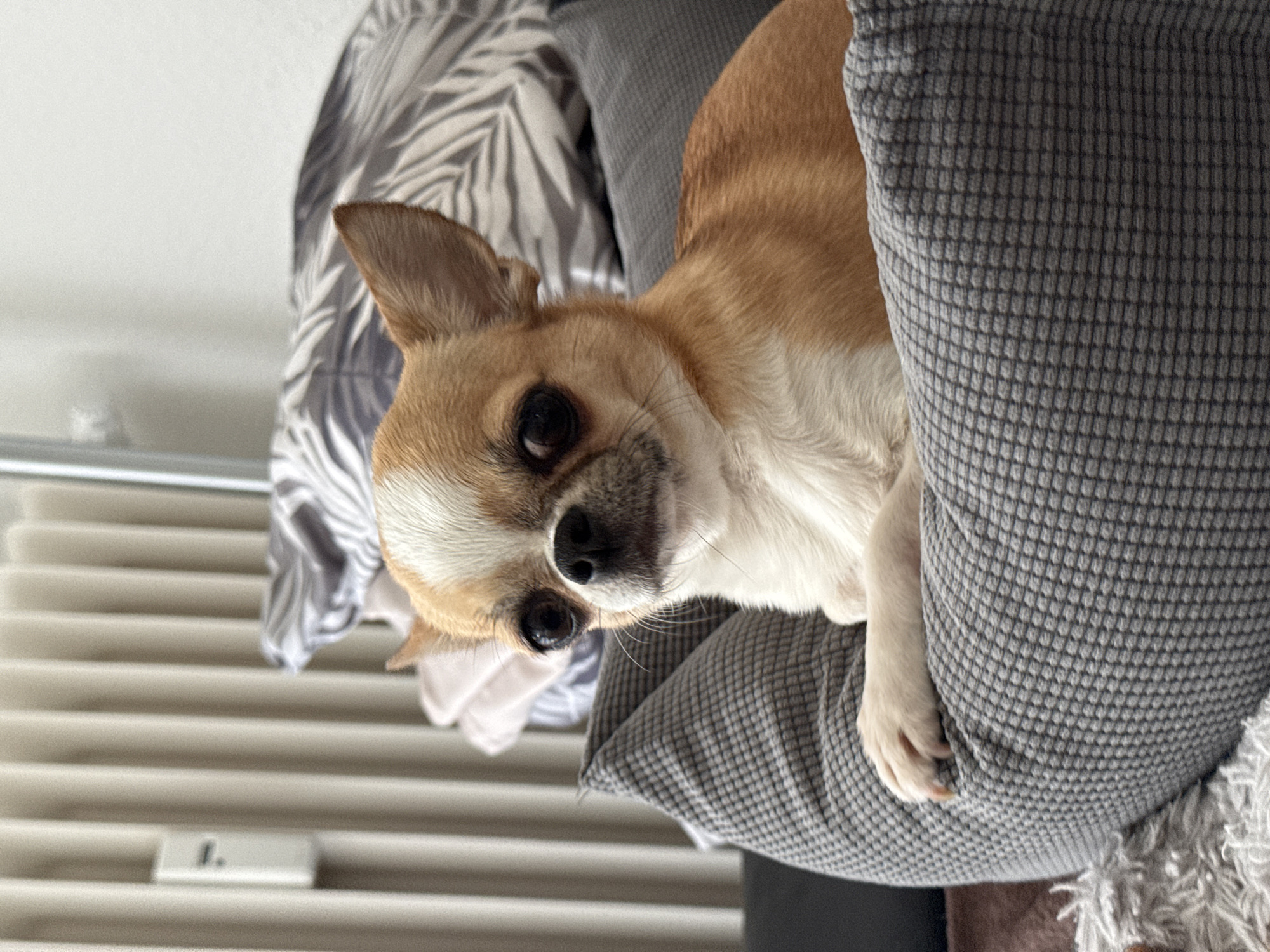 A chihuahua dog lies on a grey cushion. The dog has light brown and white fur, with a black nose and dark eyes. A pillow with a patterned cover is visible behind the dog. The image appears to be taken indoors, with a radiator and a switch visible in the background. It is not possible to confirm whether the image was taken in Berlin, Germany or to provide additional details without further information.
