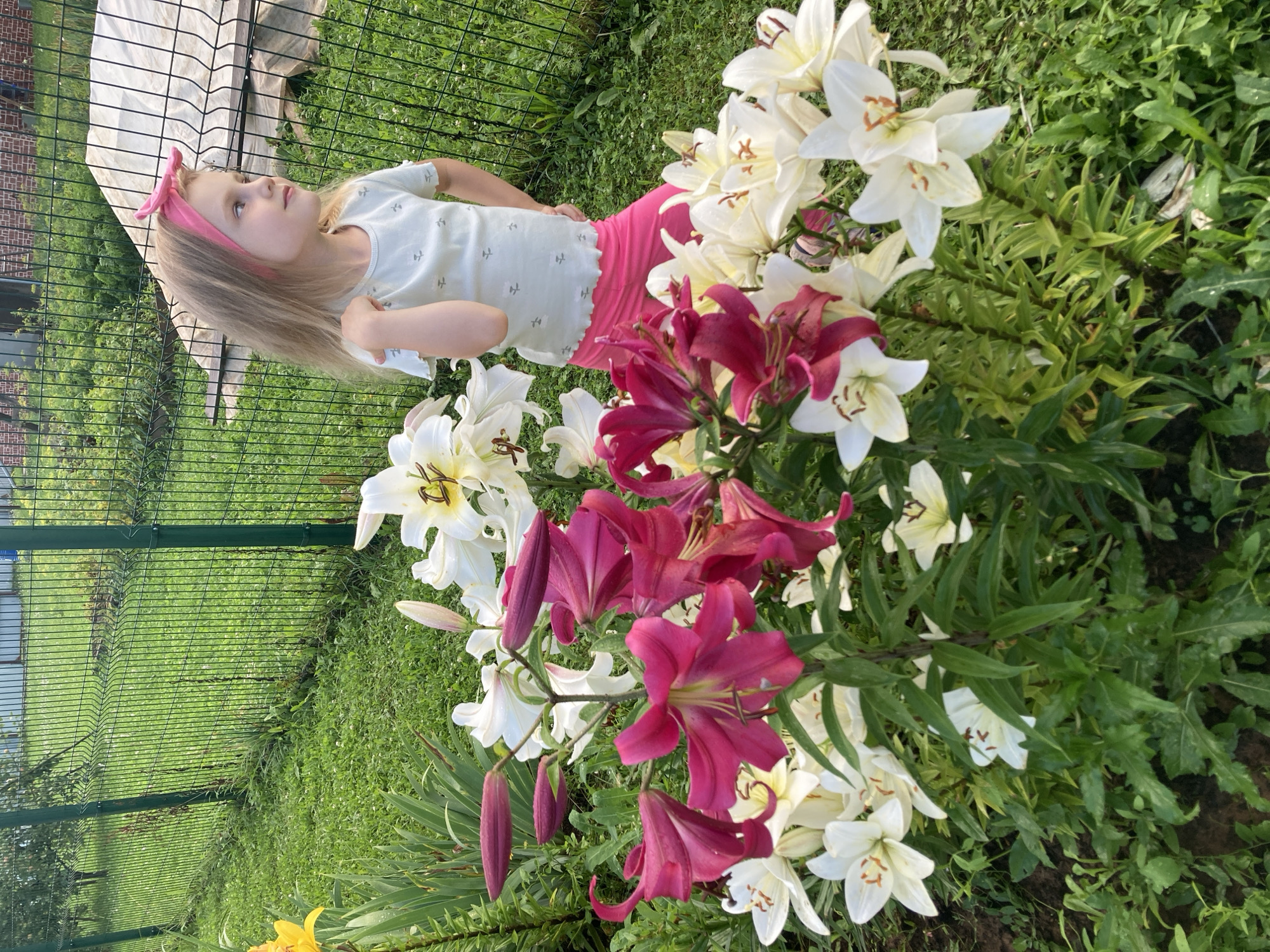 In Bolshoy Bukor, Russia, a young blonde girl with a pink headband stands in a garden next to a cluster of lilies. The girl is wearing a light blue t-shirt with small, repeated white motifs and bright pink leggings. She is facing to her right, with her right hand resting on her hip and her left arm slightly bent. In front of her, a vibrant arrangement of lilies in shades of deep pink, white, and cream dominates the foreground. Behind the flowers and the girl, a green metal mesh fence runs horizontally, enclosing a grassy area with some vegetation. A white tarp is visible beyond the fence. The overall scene depicts a sunny day in a residential garden.