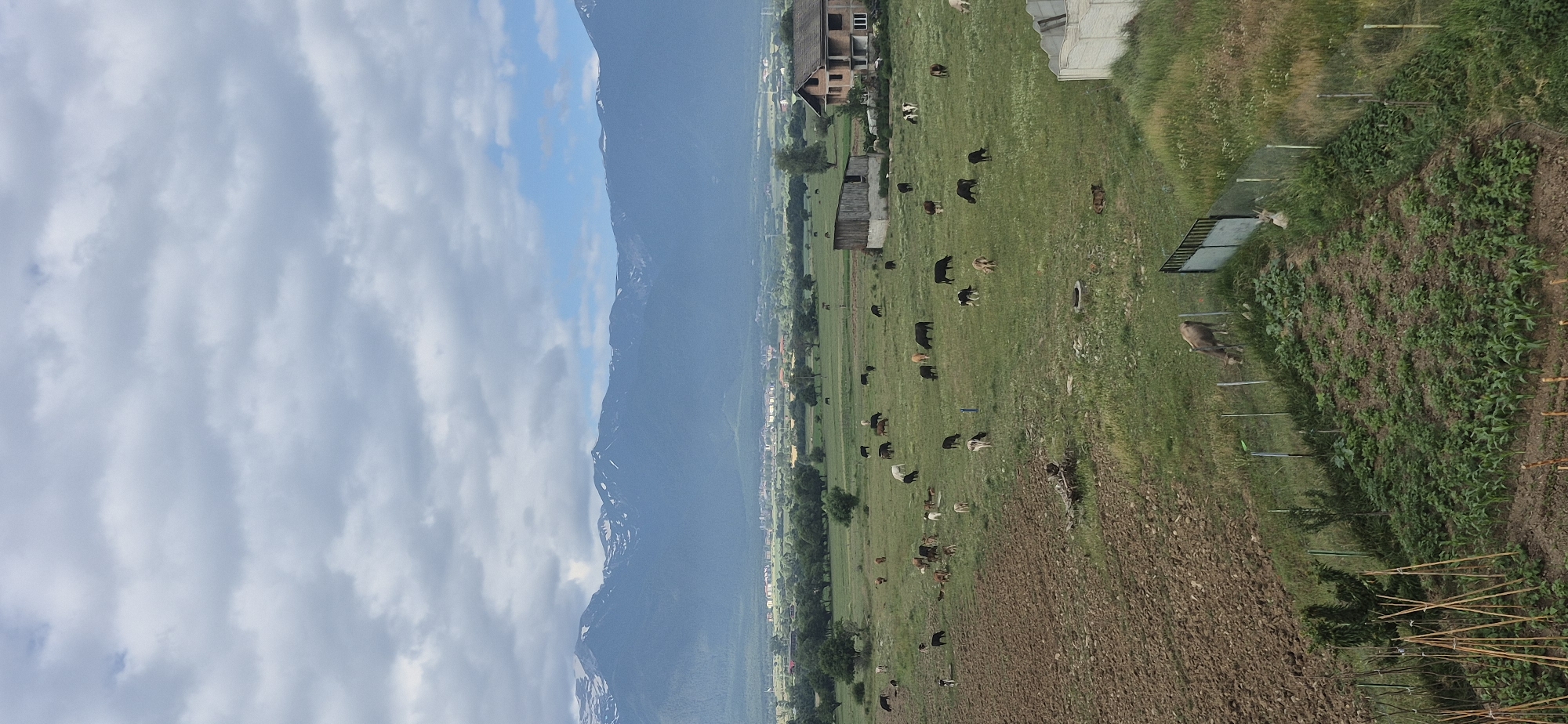 The image captures a panoramic view of a rural landscape in the vicinity of Razlog, Bulgaria, under a cloudy sky. In the foreground, a recently tilled brown field is visible, bordered by a small vegetable garden with rows of green plants. A fence separates the garden from a grassy slope where a single brown cow is grazing. Further into the midground, a large green pasture is populated by numerous cows of various colors, including black, brown, and white, some of which are grazing while others stand still. A few farm buildings, including a barn and a two-story brick house, are situated within the pasture. In the background, a treeline separates the pasture from a town with scattered buildings. Dominating the far background are majestic mountains, their peaks partially covered in snow, set against the sky. The overall scene depicts a serene agricultural setting.