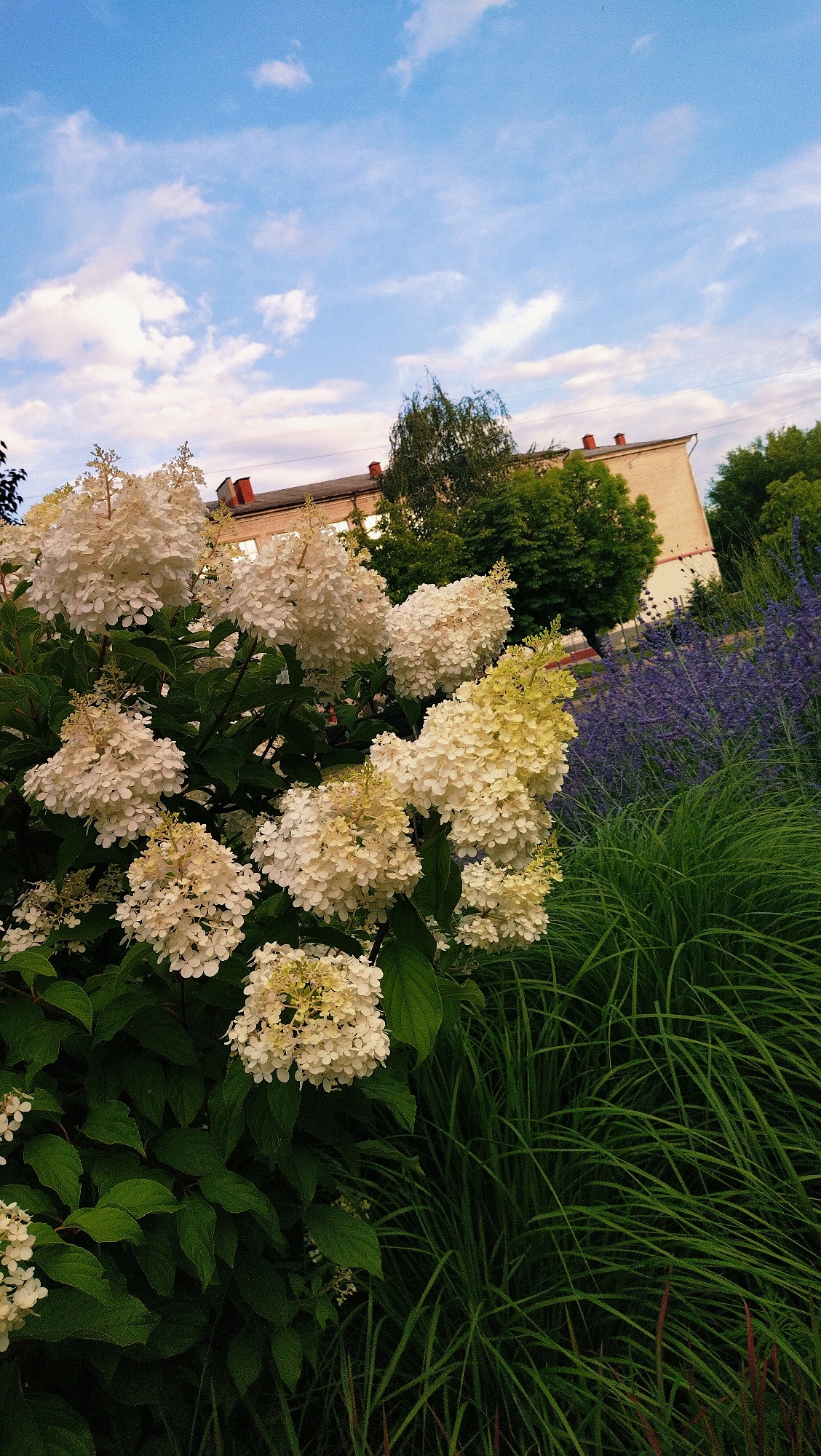 This is a medium-angle, outdoor, eye-level shot of a garden area in Horishni Plavni, Ukraine. In the foreground, a large bush with clusters of white hydrangea flowers is prominently displayed. To the right of the hydrangeas, there is a patch of tall, green ornamental grass. Behind the grass and hydrangeas, there is a bed of purple lavender flowers. In the background, a pale yellow brick building with a red-tiled roof is visible, partially obscured by trees. The sky above is blue with scattered white clouds. The scene appears to be well-maintained and suggests a public or residential garden space.