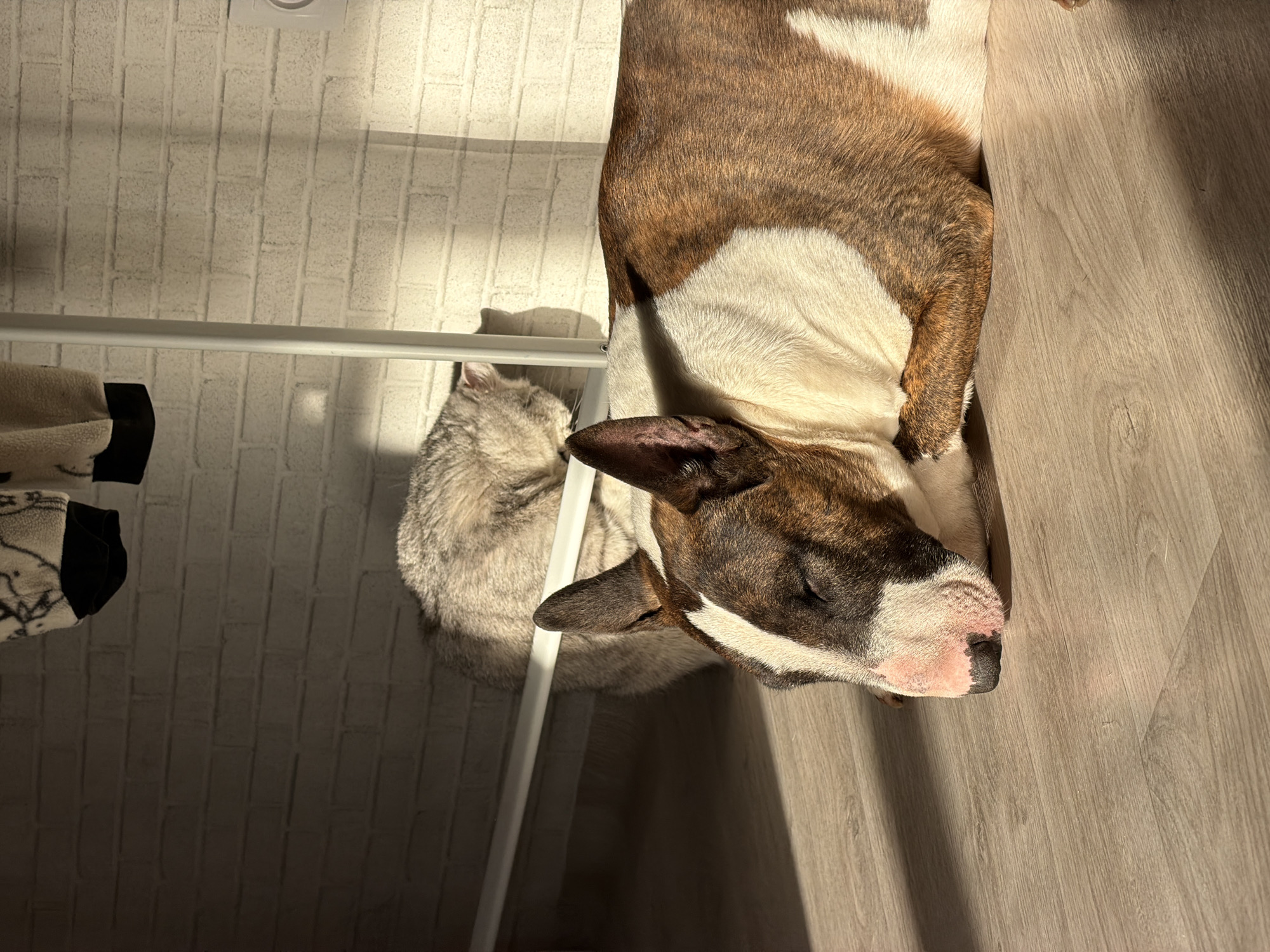 A brown and white Bull Terrier dog is sleeping on a light-colored wooden floor. A light gray cat sits on a white shelf behind the dog. The location appears to be indoors near a white brick wall with a patterned garment hanging nearby. It is daytime, with sunlight casting shadows. There is nothing visible to indicate that this image was taken in Chaikovsky, Russia.