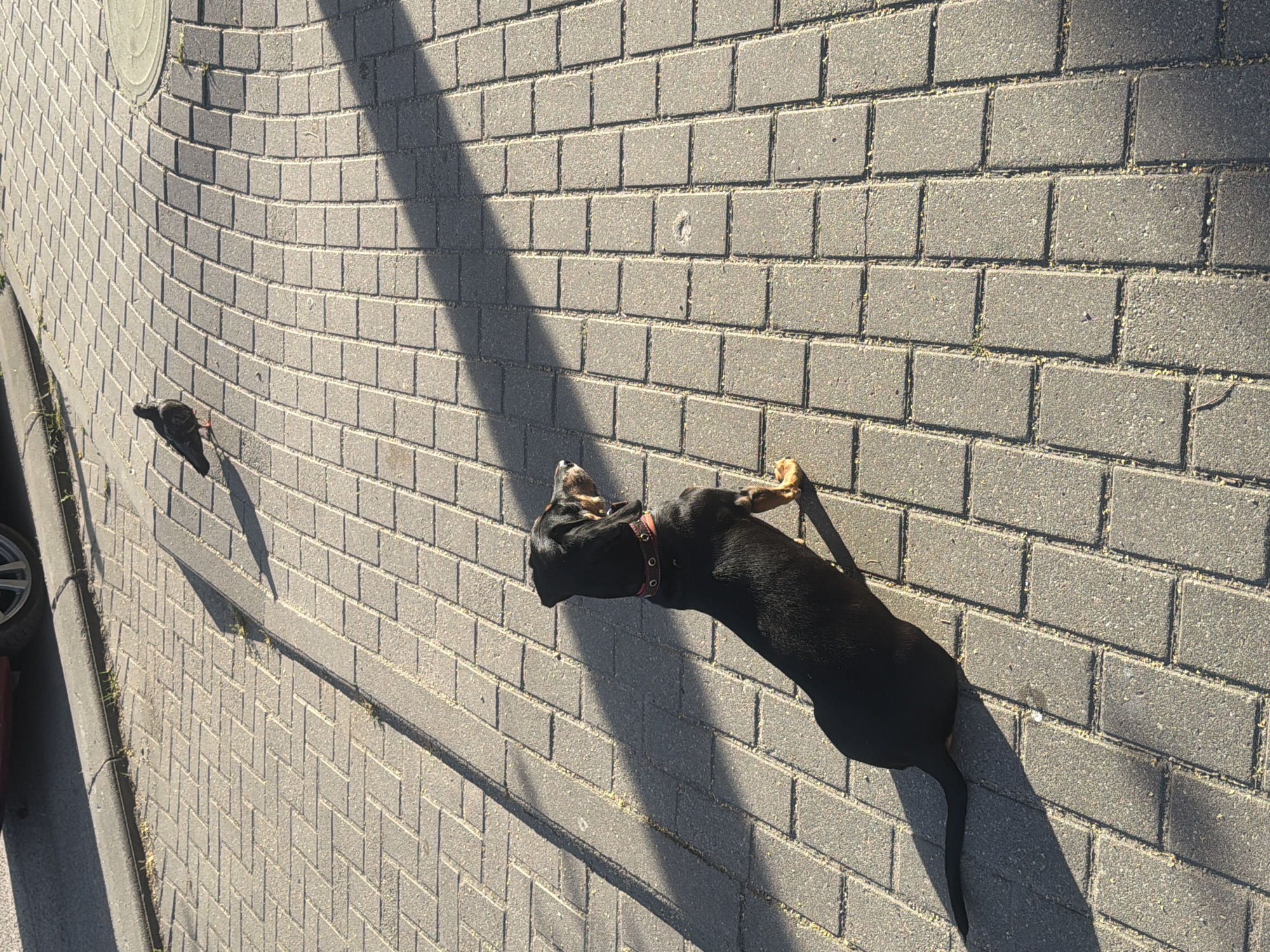 A black and tan dachshund dog is sitting on a paved walkway in Kaliningrad, Russia, facing right and looking at a pigeon. The paved walkway is made of interlocking gray bricks arranged in a basket-weave pattern. Sunlight casts a long shadow from the dog and a shorter shadow from the pigeon across the walkway. In the upper left corner, the edge of a red car and its tire are visible. The environment is urban, with the walkway likely being a sidewalk or public square. The dog is wearing a red collar with metal studs. The pigeon is small and dark gray, standing on the walkway a short distance away from the dog.