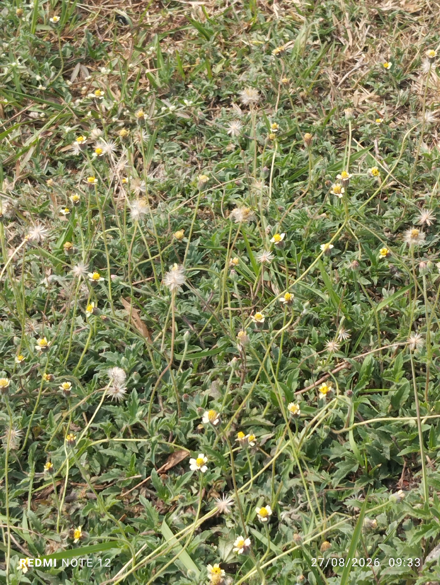 The image shows a close-up view of a ground-level area covered with grass and small, white and yellow wildflowers. Several of these flowers are in bloom, with others in various stages of wilting or seed formation, appearing as fluffy white seed heads. The vegetation is dense, with some dry grass and leaf litter interspersed among the green growth. Thin, pale green stems of the plants are visible throughout the frame. The lighting suggests it is daytime, casting subtle shadows. The bottom left corner of the image displays the text "REDMI NOTE 12", and the bottom right corner shows "27/08/2026 09:33". The scene is consistent with a natural or unkempt area within the city of East Jakarta, Indonesia, such as a park edge, vacant lot, or roadside verge. No people or animals are present.