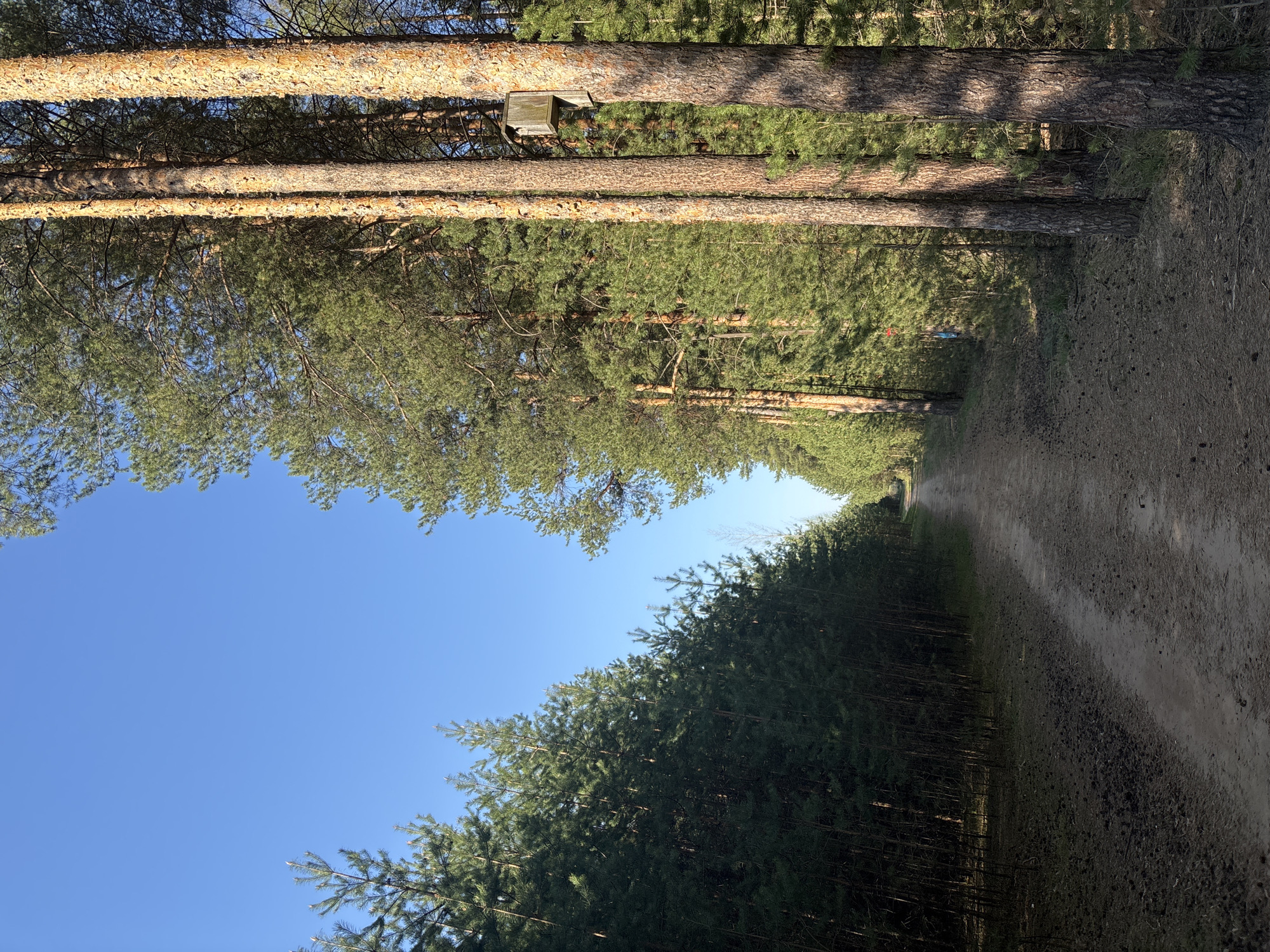 The image shows a dirt path running through a forest. The sky is blue. Tall trees line the path on both sides. A birdhouse is visible on one of the trees. The location is potentially in the city of Chaikovsky, Russia, but this cannot be definitively determined from the image. No people are visible in the scene.