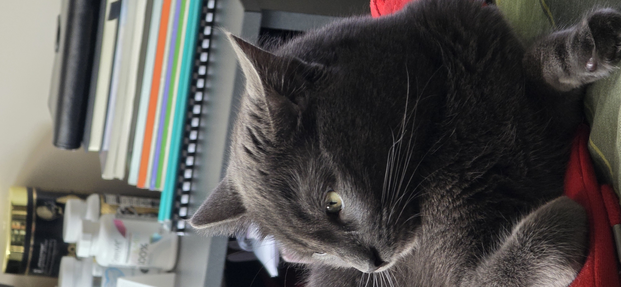 A medium close-up shot shows a grey cat lying down, with its head turned to the left, looking off-camera. The cat's fur is short and dense, and its eyes are a bright yellow-green. Its paws are visible, one resting on a red surface, and the other slightly obscured by its body. In the background, a stack of colorful notebooks or books is visible, along with several white and black bottles, some of which appear to be supplements or medication. The lighting is soft and natural. The image does not provide any information about a specific location in Vratsa, Bulgaria.