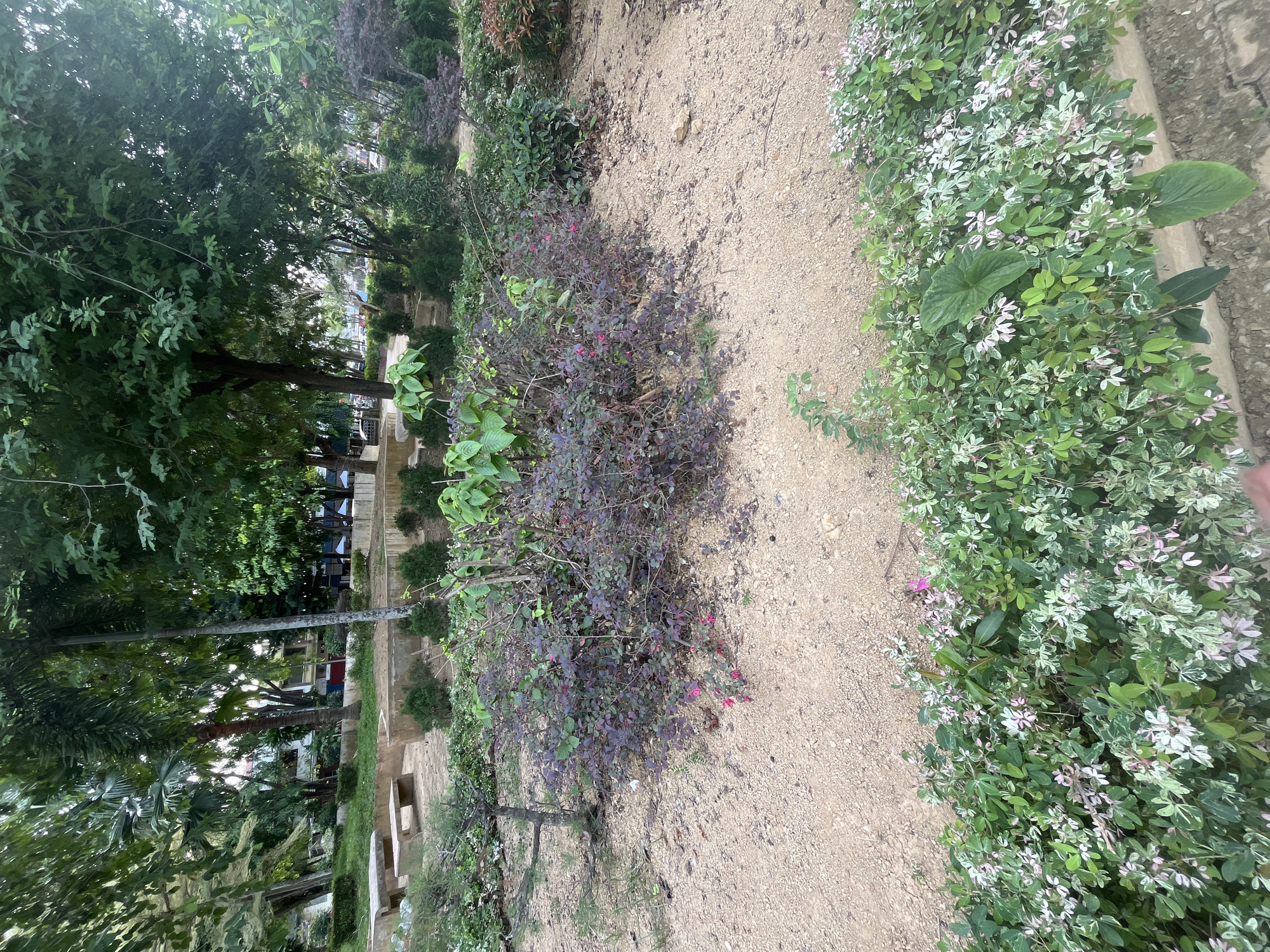 This is an eye-level, outdoor photograph of a garden area in the city of Langsa, Indonesia. The foreground features a low, concrete border filled with a dense planting of variegated groundcover with small pink and white flowers. Behind this, a path of light-colored sand is visible. A central planting bed contains a large bush with dark purple-green foliage and small pink flowers. To the left of this bush, a small, weathered, bonsai-like tree stands on the sand. In the background, there are more trees and shrubs, as well as concrete benches and a low concrete retaining wall. The scene appears to be a public park or garden. The overall lighting suggests it is daytime, possibly late afternoon or early morning, due to the soft light. No people are visible in the image.