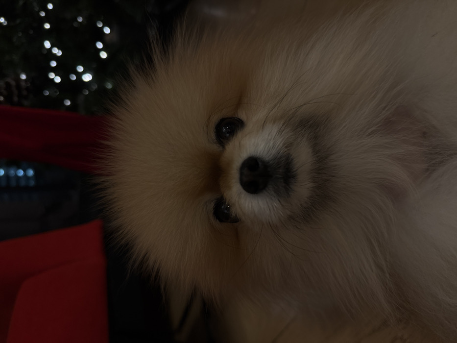 A close-up shot of a cream-colored Pomeranian dog. The dog's face is centered, with its black nose and eyes prominent. Its fluffy fur surrounds its features. In the background, blurred lights suggest a festive atmosphere. To the left, a hint of red fabric suggests possible Christmas decorations. The image has a warm and inviting tone.
