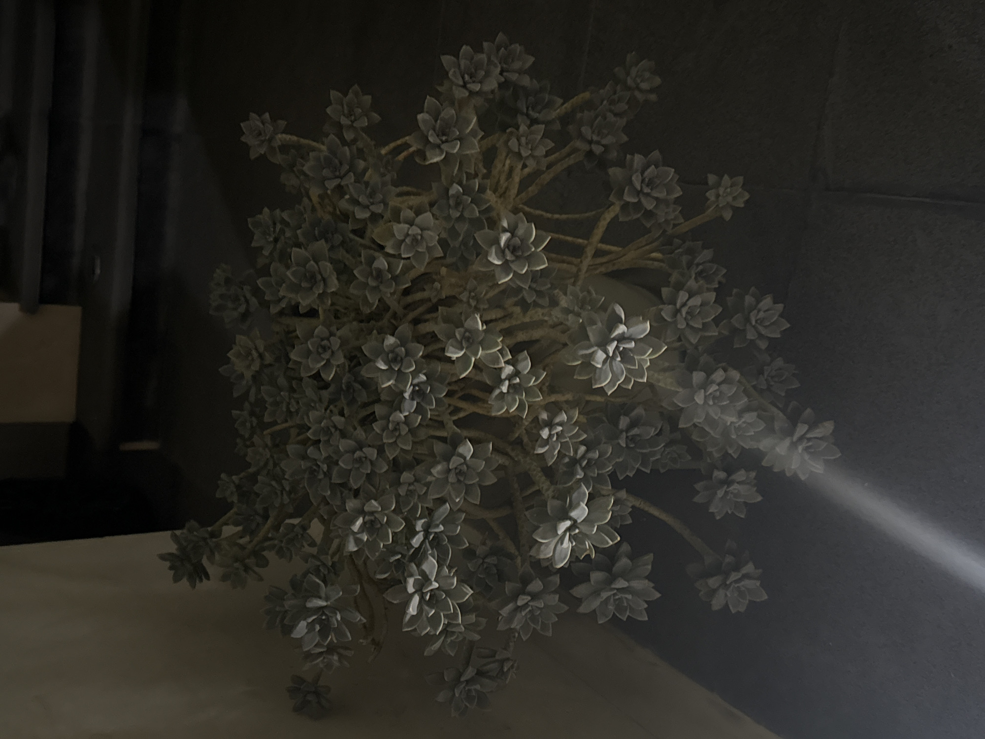 The image shows a cluster of artificial succulent plants in a vase or container. The plants feature numerous rosette-shaped leaves with a grayish-green color. They are densely packed and appear to be made of plastic or a similar synthetic material. The plants are displayed on a light-colored surface, likely a table or countertop. The background is a dark wall, possibly made of concrete or textured material. The lighting is dim, creating shadows and enhancing the texture of the background and the plants. The location of the photo is not discernible from the image itself and therefore cannot be identified as San Bernardino Tlaxcalancingo, Mexico.