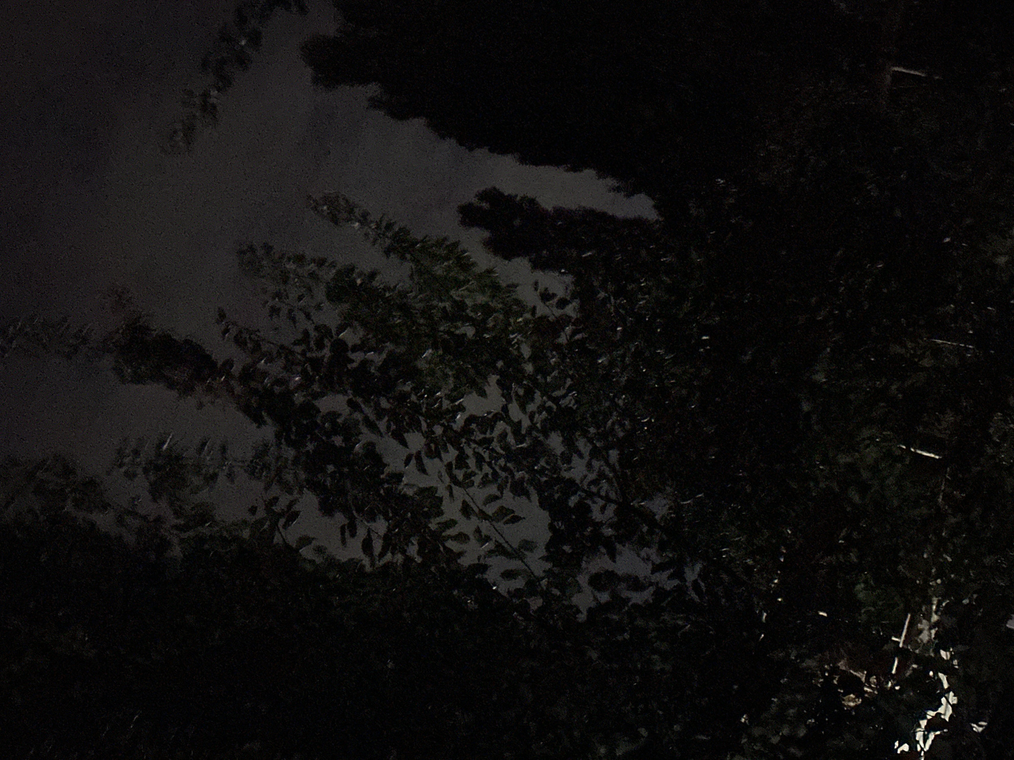 The image is a nighttime photograph taken outdoors in Тайгараев, Kyrgyzstan. It shows the silhouettes of trees against a dark, cloudy sky. The foliage is dense and dark, with some faint illumination visible through the leaves, suggesting the presence of distant artificial light or moonlight filtered through the clouds. The overall impression is one of a natural, dimly lit environment within a possibly rural or park-like setting in the city. There are no people or specific structures clearly discernible.