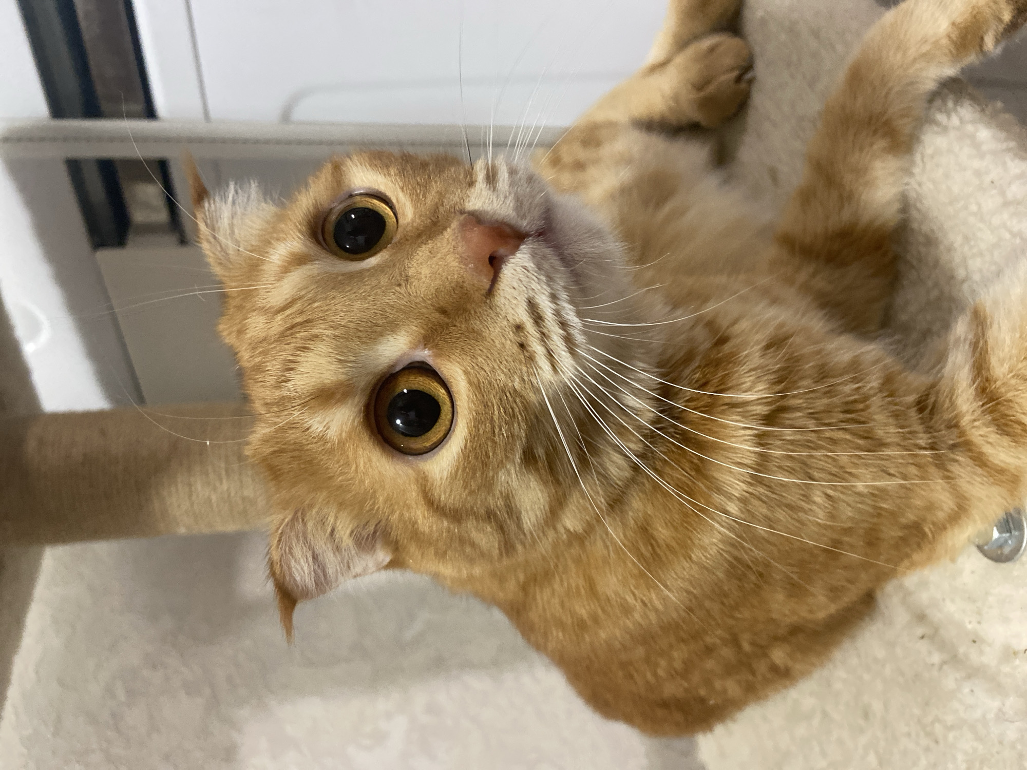 An orange tabby cat with wide, golden eyes is resting on a cream-colored, fuzzy surface, likely part of a cat tree. The cat's ears are slightly folded back, and its whiskers are prominent. The background includes a textured, light-colored wall and a portion of a white appliance. This image was captured in Balashikha, Russia.
