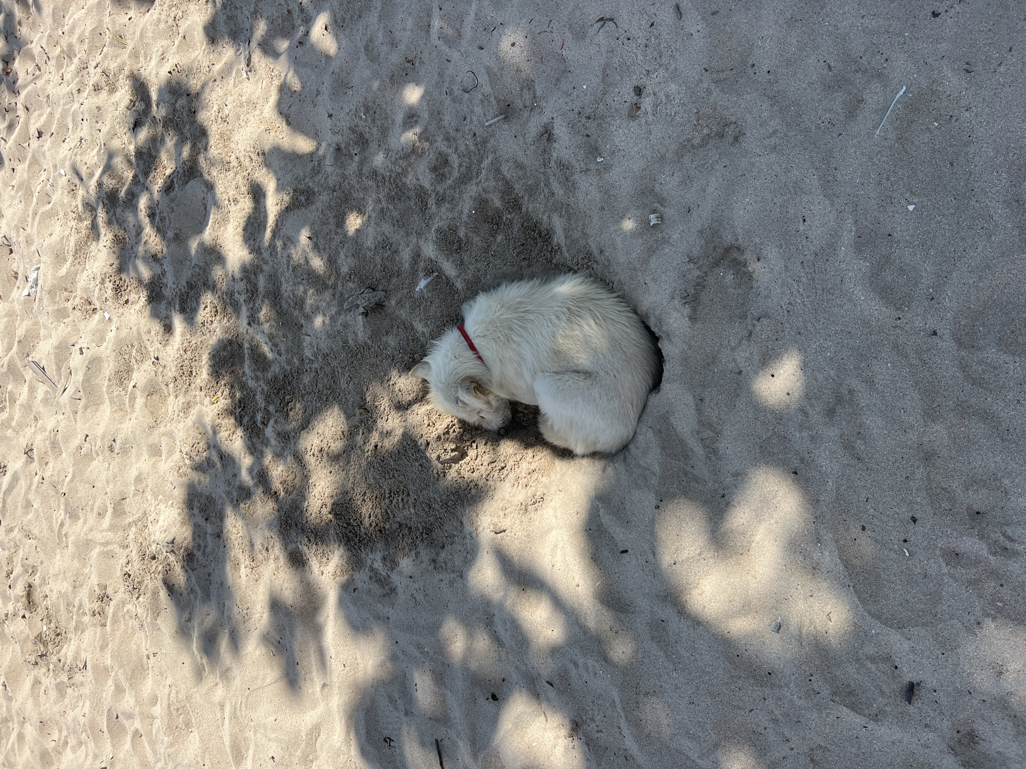 A white dog with a red collar is partially buried in the sand on a beach, possibly in the Kuta Selatan region of Indonesia. The dog is positioned within a circular depression in the sand. Tree shadows dapple the sand around the dog. The sand is light in color.