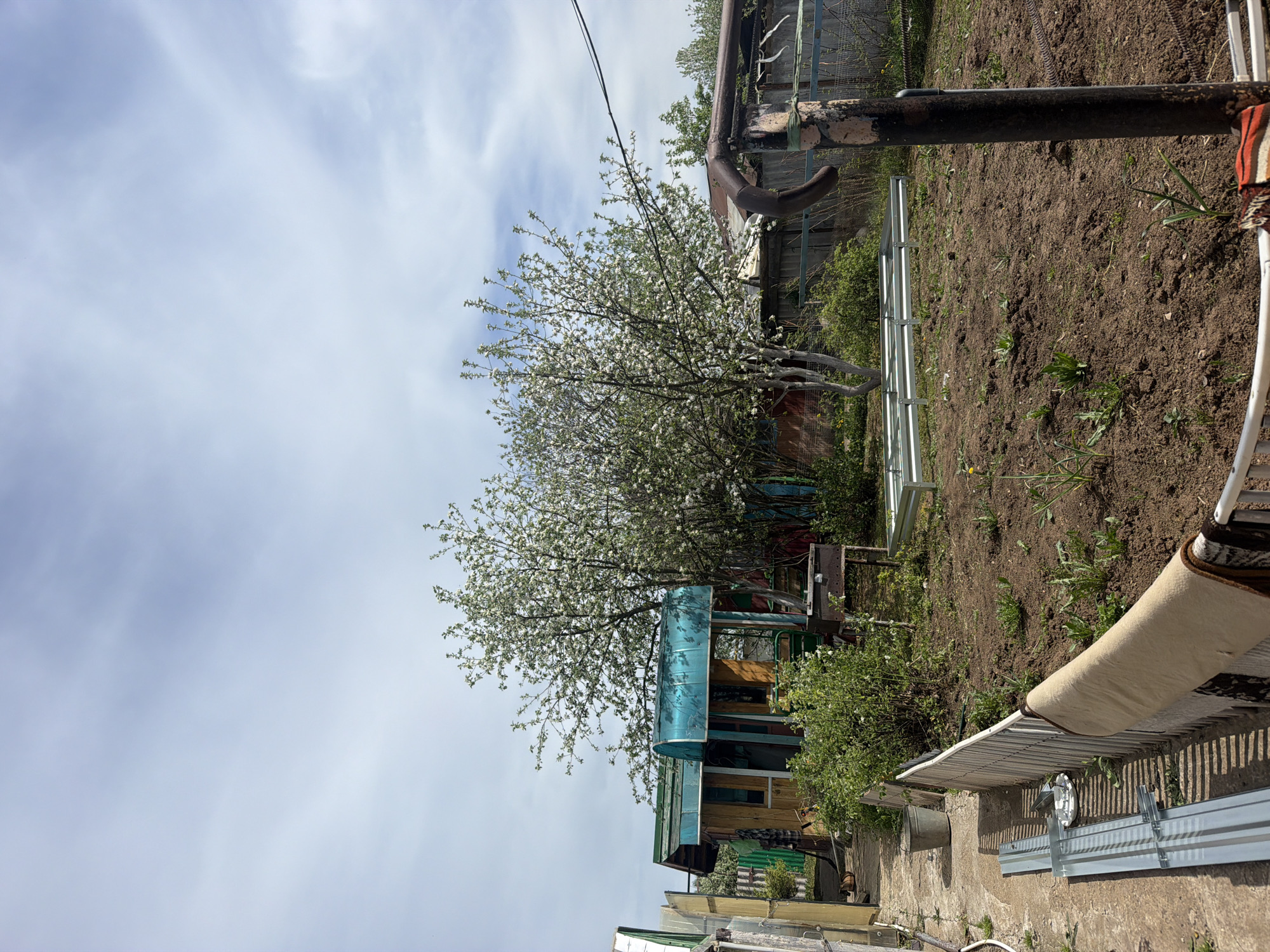 The image shows a backyard scene in Фоки, Russia. A blooming white tree dominates the view, partially obscuring a small, dilapidated wooden structure with a turquoise-tinted roof. A brown, tilled garden plot is visible, containing sparse vegetation. Various metal objects are scattered around, including pipes, a ladder, and fencing materials. A rolled-up rug lies near the bottom right. The sky is mostly cloudy.