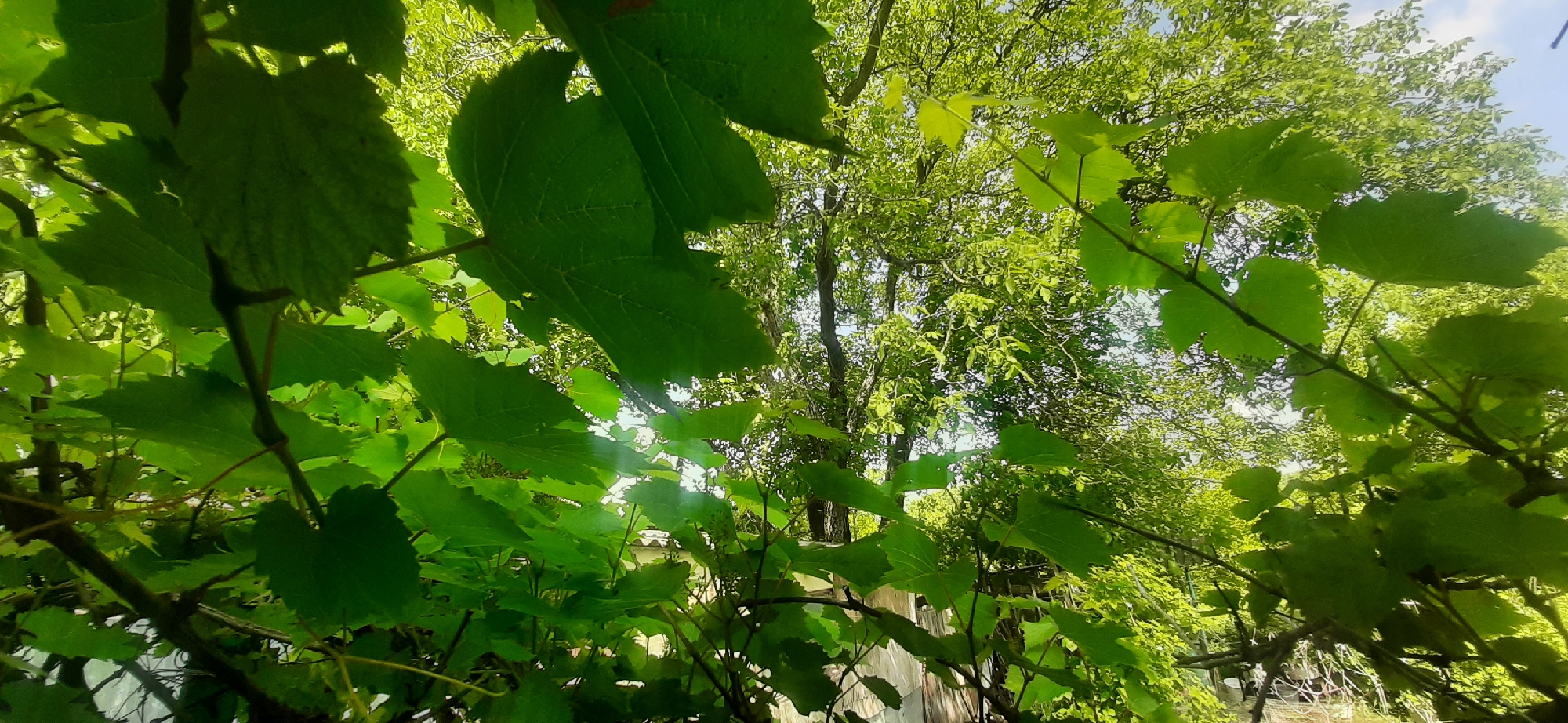 In Yessentukskaya, Russia, a low-angle shot captures a dense canopy of vibrant green foliage overhead. The foreground is dominated by the broad, veined leaves of a vine, some of which are partially obscuring the view of a wooden fence and what appears to be a white mesh structure behind it. Sunlight filters through the leaves, creating dappled patterns and lens flare. The background consists of more lush green trees, indicating a natural or garden setting within the city.