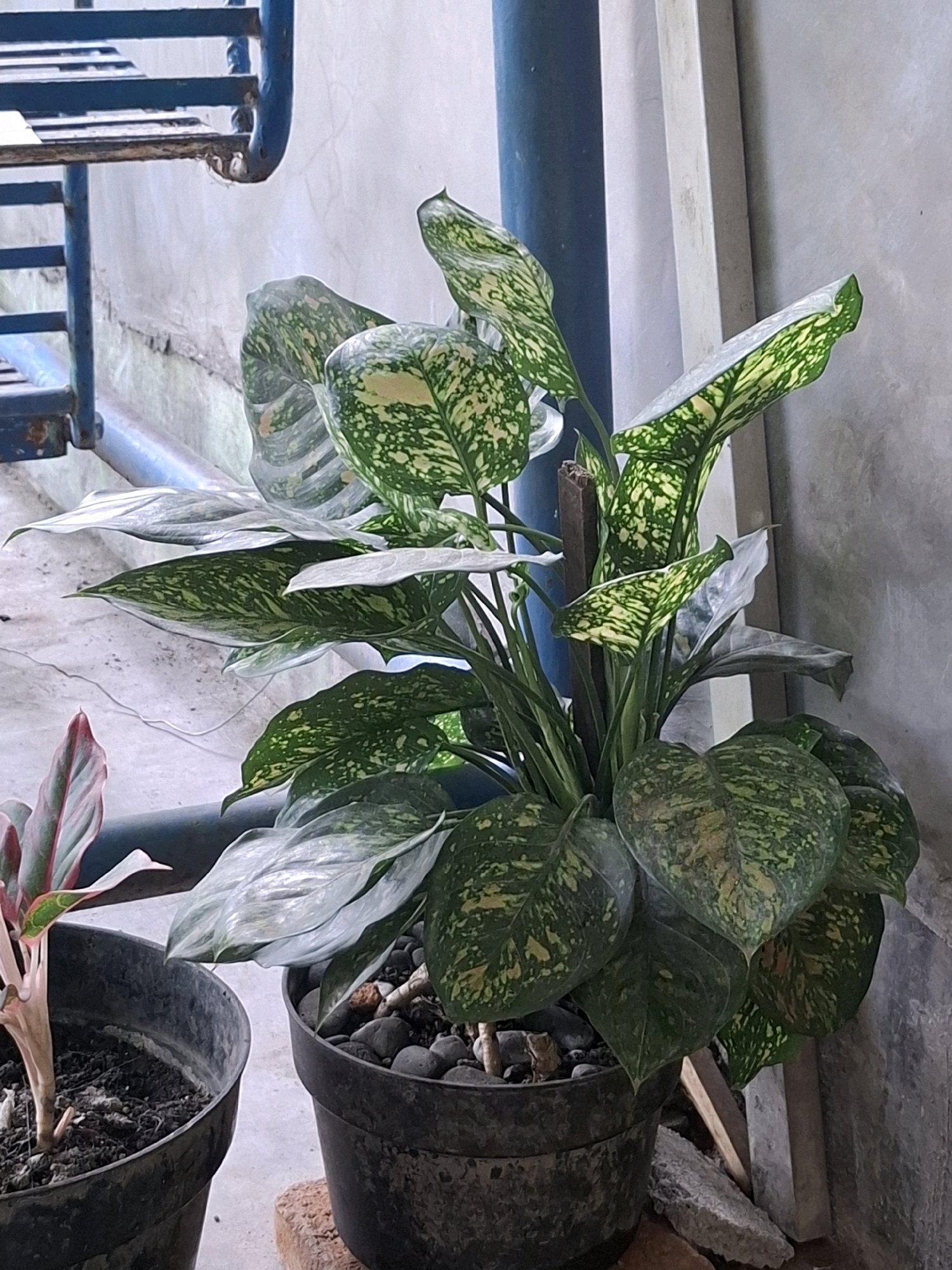 A potted plant with green and yellow variegated leaves is positioned in front of a light gray concrete wall. To the left, another potted plant with pink and green striped leaves is partially visible. Behind the plants, a blue metal structure, possibly part of a staircase or shelving unit, is visible. A blue pipe runs horizontally behind the plants. The scene appears to be outdoors, possibly on a balcony or patio, given the concrete surroundings and the presence of multiple potted plants. The lighting suggests it is daytime.
