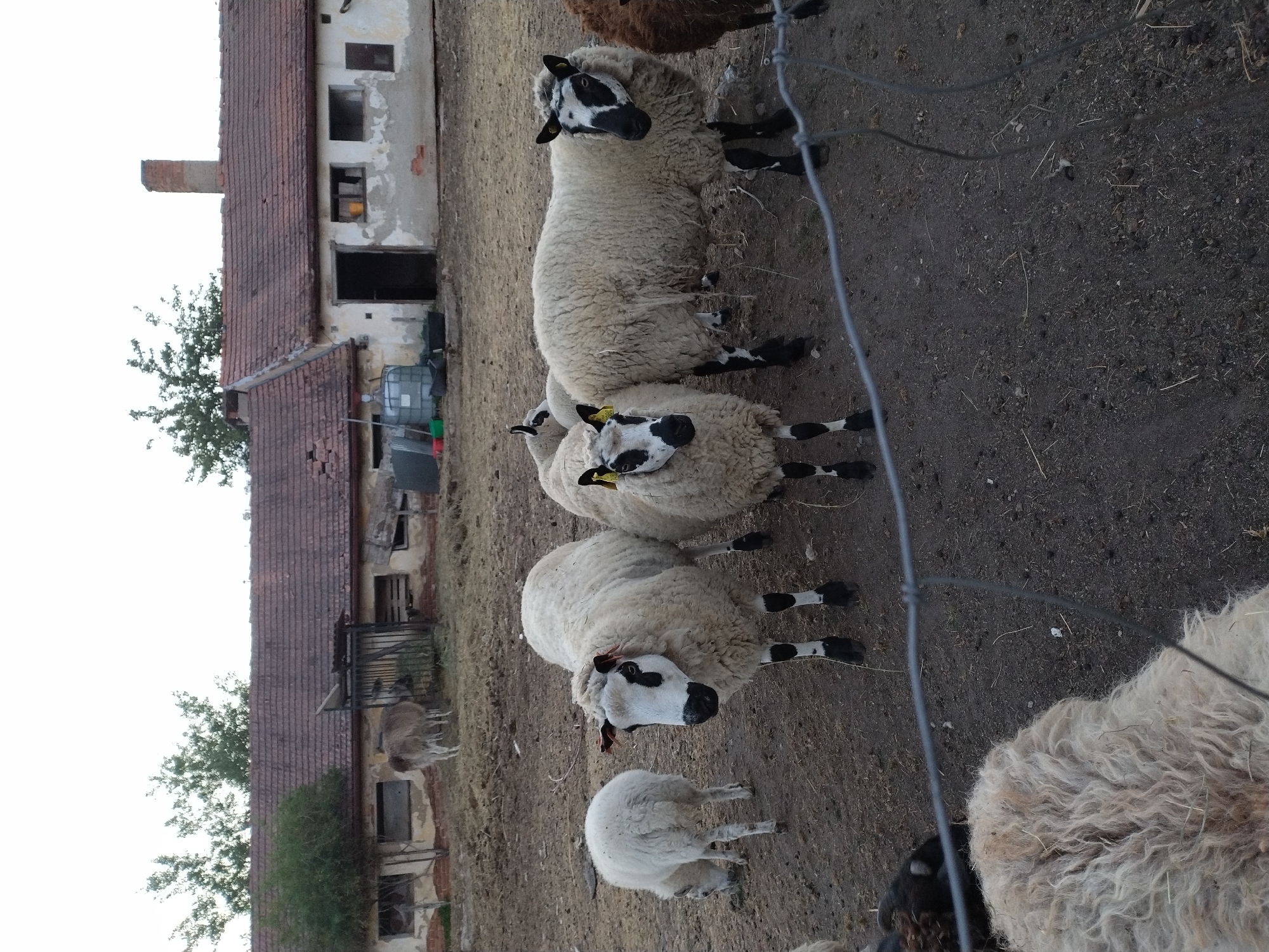 In the city of Dobev, Czechia, an outdoor scene depicts a farmyard with several sheep and a building in the background. The building is a rustic, single-story structure with a terracotta tiled roof, showing signs of age with peeling paint and some disrepair. There are windows and an open doorway visible. In the foreground, a group of sheep are present on a dirt ground. Two of the sheep are white with black markings on their faces and legs, and one is smaller and entirely white. Another sheep, partially visible on the right, appears to be brown. The sheep are standing and milling about in an enclosure, with a wire fence running across the lower portion of the image. In the middle ground, a light brown animal, possibly a donkey, is visible near the building. The overall impression is a rural farm environment.