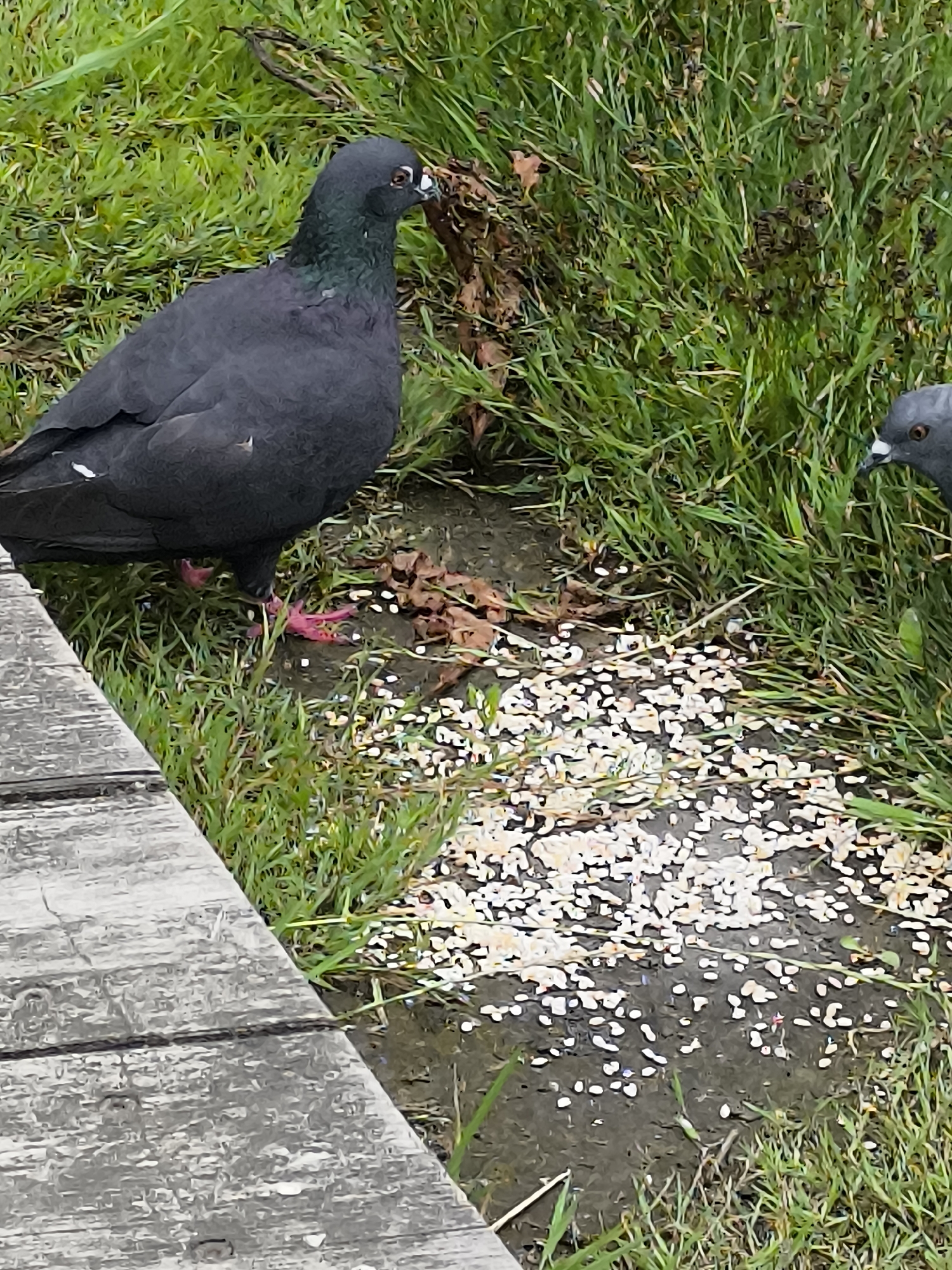 The image shows two pigeons on a patch of grass near a wooden boardwalk. One pigeon, predominantly dark gray with some iridescent green and purple feathers around its neck, is closer to the foreground and is facing towards the right. Its pink feet are visible, one gripping the ground near a scattered pile of birdseed. The second pigeon, partially visible on the right side of the frame, is also gray and appears to be pecking at the birdseed. The ground where the birdseed is scattered is wet and muddy. The environment is lush green grass, with some dry leaves and twigs mixed in. The wooden boardwalk, made of weathered gray planks, takes up the lower left portion of the image. The scene appears to be in an outdoor urban or park setting.