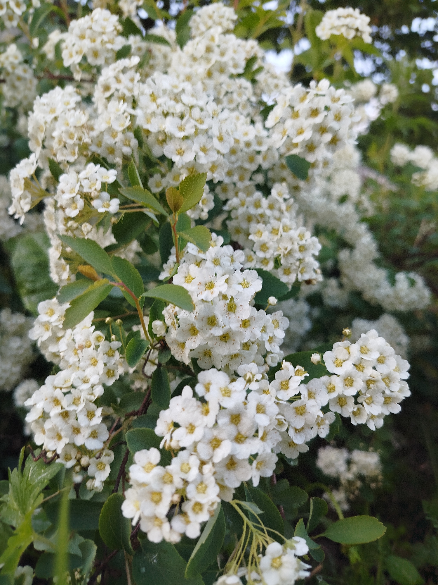 The image depicts a cluster of white Spiraea flowers with green leaves, likely taken in an outdoor setting in Боровково, Russia. The flowers are densely packed, creating a visually full and textured appearance. The background is blurred, suggesting a shallow depth of field. The lighting is natural, with some shadows indicating the presence of sunlight. No people or specific objects besides the plants are visible in the image.