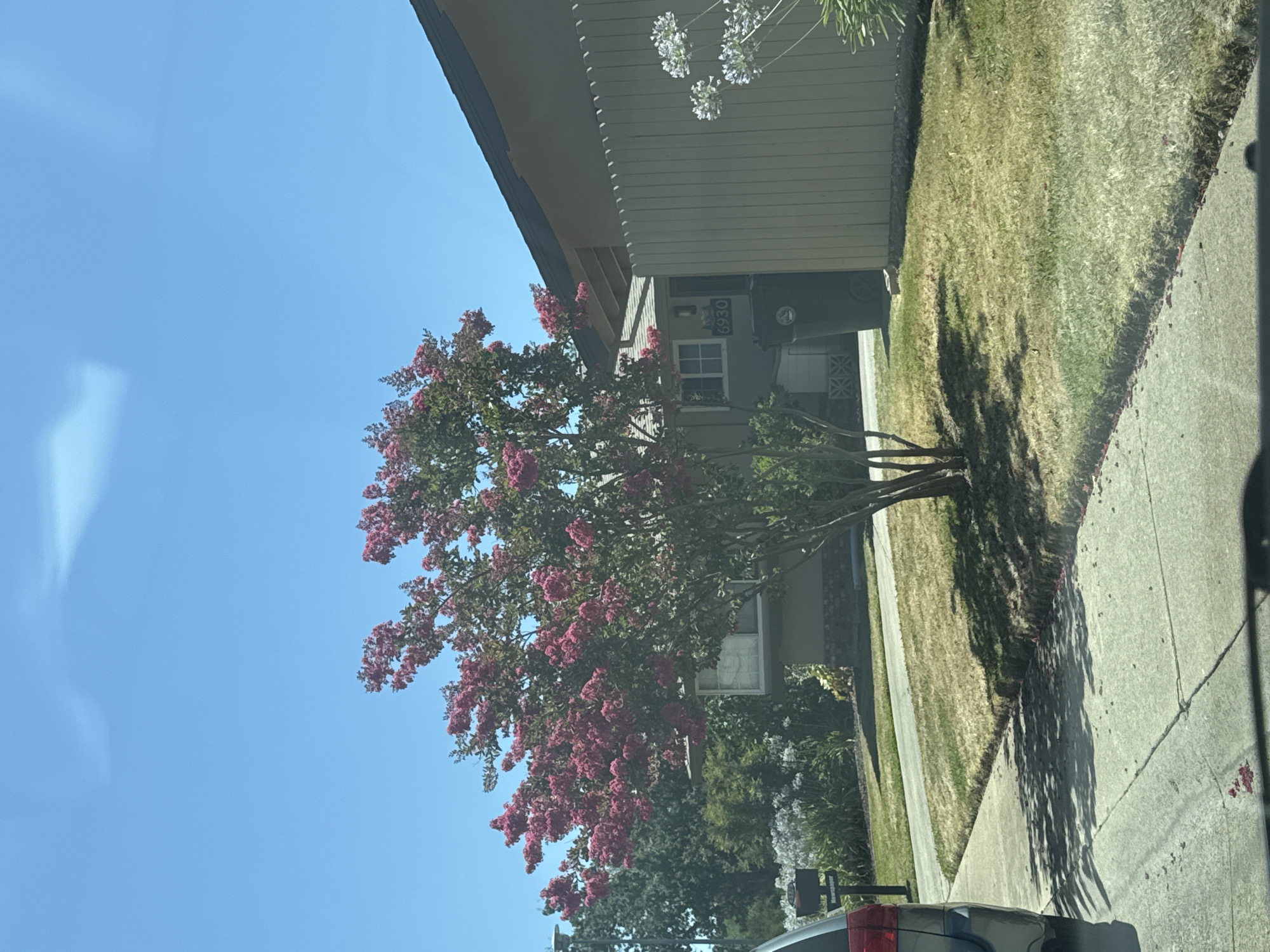 The image depicts a suburban street scene in Citrus Heights, United States of America, under a clear blue sky. In the foreground, a concrete driveway leads to a street, with a dark-colored vehicle partially visible on the left. A tree with vibrant pink flowers is prominently featured in the middle ground, casting dappled shadows on the dry, light-colored grass. Behind the tree, a light-colored house with a brown roof is visible, bearing the house number "6930." A dark green trash bin is situated next to the house. A light-colored wooden fence runs along the right side of the image, partially obscuring a bush with white flowers. Further back, more trees and greenery contribute to the residential landscape. The overall impression is of a sunny day in a well-maintained suburban neighborhood.