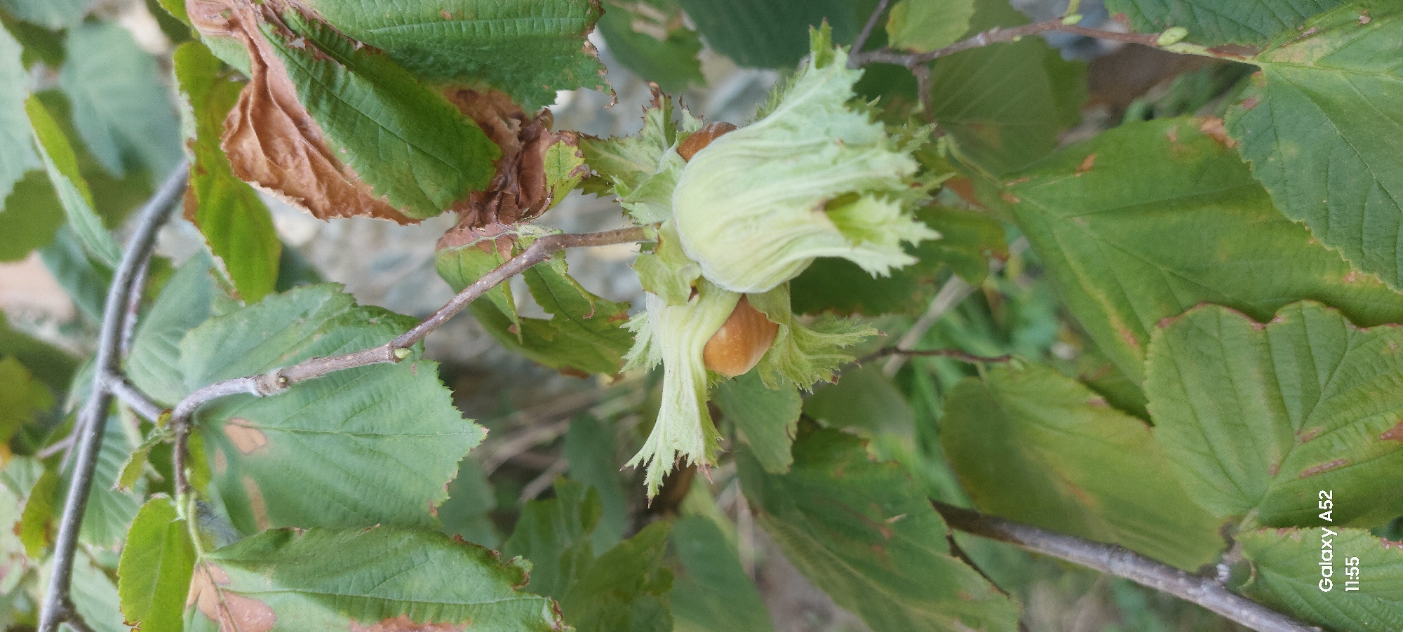A close-up shot showcases unripe hazelnuts on a tree branch, set against a backdrop of green leaves, some of which are showing signs of browning. The hazelnuts are enclosed in light green husks, with a few visible nuts exhibiting a light brown color. The scene is outdoors, with natural lighting. The image quality is good, with clear focus on the subjects. There are no people or animals present. The location is identified as Ganja City, Azerbaijan.