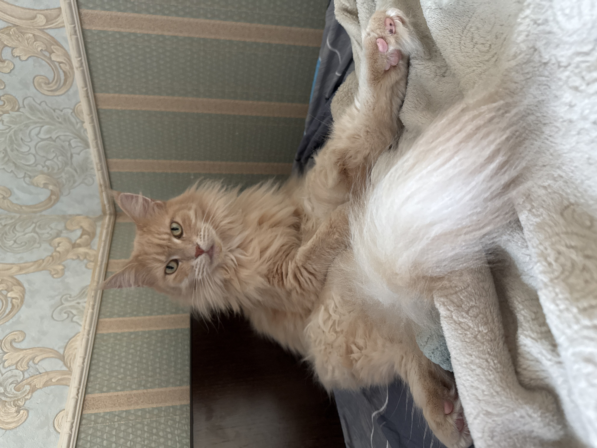 A light orange long-haired cat is sitting on a bed. The cat is looking directly at the camera. The cat is fluffy with green eyes and a long tail. The cat's paws are visible and pink. The bed has a patterned blanket on it. The background shows a wall with patterned wallpaper. The location is Kroyanskoye, Russia.