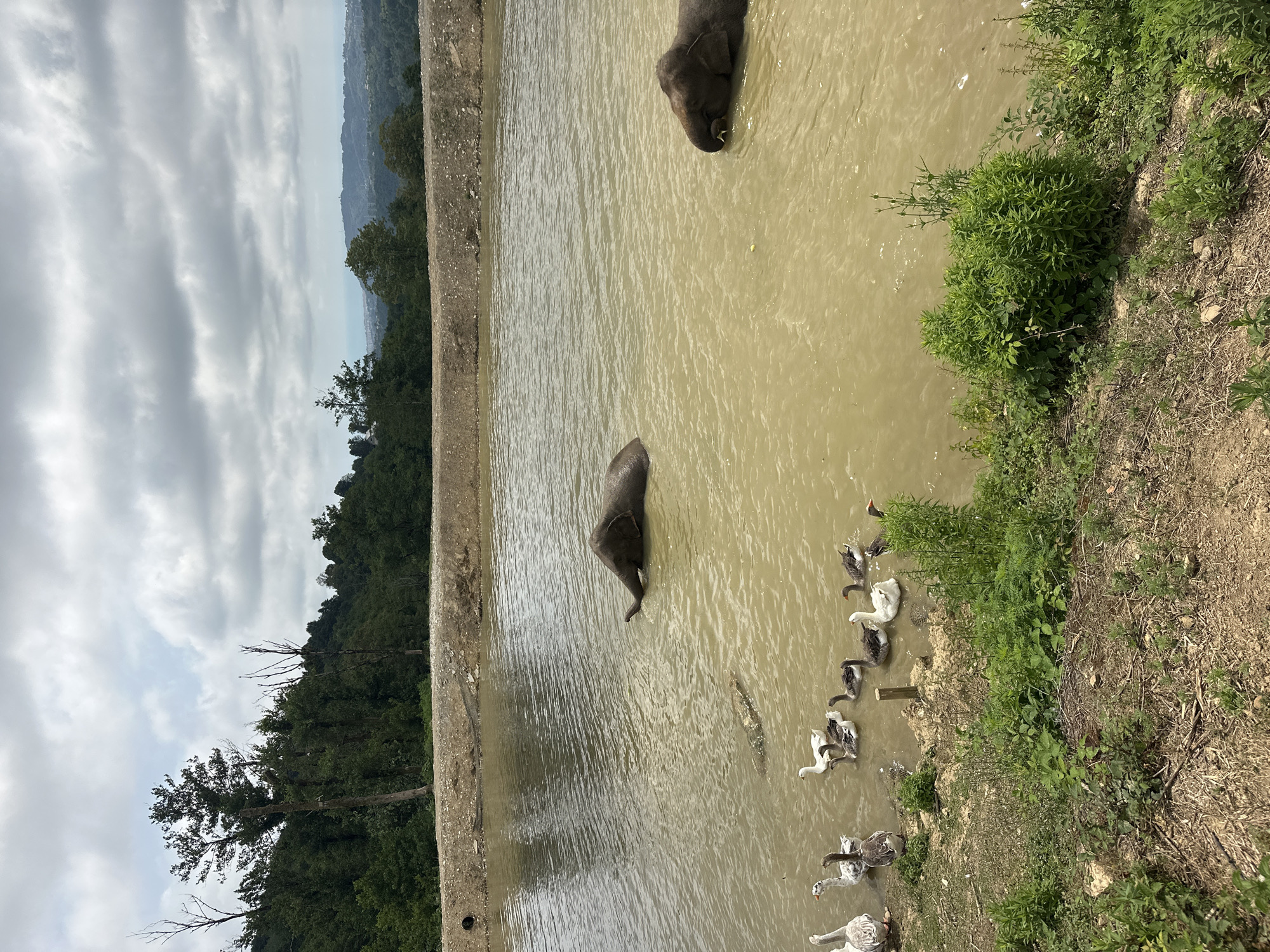 The image depicts a muddy pond located in Nizhnyaya Shilovka, Russia, surrounded by lush green trees and a cloudy sky. In the water, two elephants are partially submerged. One elephant is facing left, with its trunk raised. The other elephant is to the right, also partially submerged. A group of geese are swimming in the pond near the left bank. The bank itself is covered in dry vegetation and scattered branches. In the background, a hillside covered in dense forest slopes down towards a distant, hazy landscape.