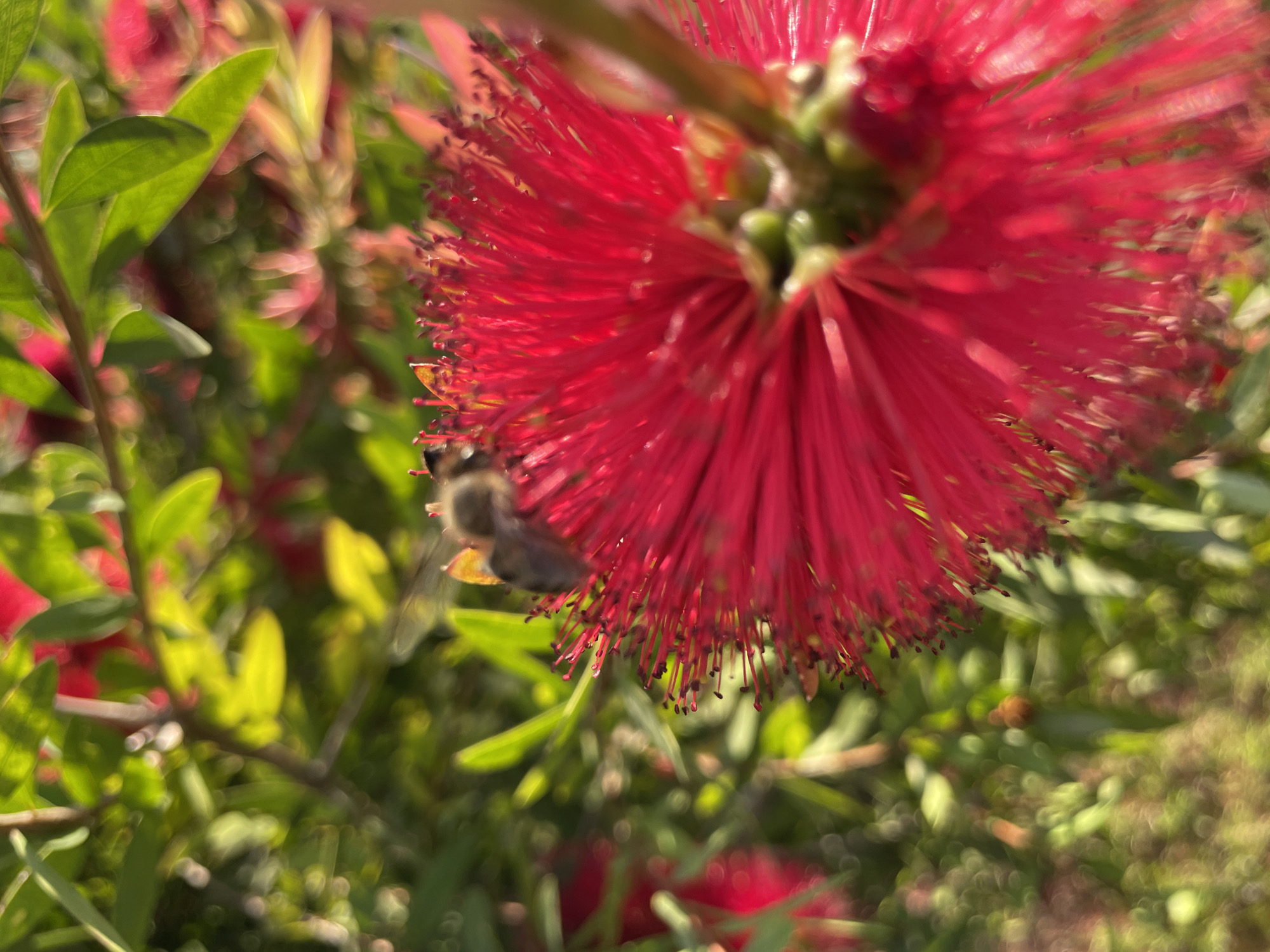 In Sochi, Russia, a bee is captured in a close-up shot, actively foraging on a vibrant red bottlebrush flower. The bee, with its fuzzy body and visible wings, is positioned on the right side of the frame, its proboscis extending into the flower's stamens. The bottlebrush flower, characterized by its numerous red, spiky filaments, dominates the foreground. In the background, out-of-focus green foliage and other hints of red flowers create a natural, garden-like environment. The lighting suggests it is daytime, with sunlight illuminating the scene and creating a soft bokeh effect in the background.