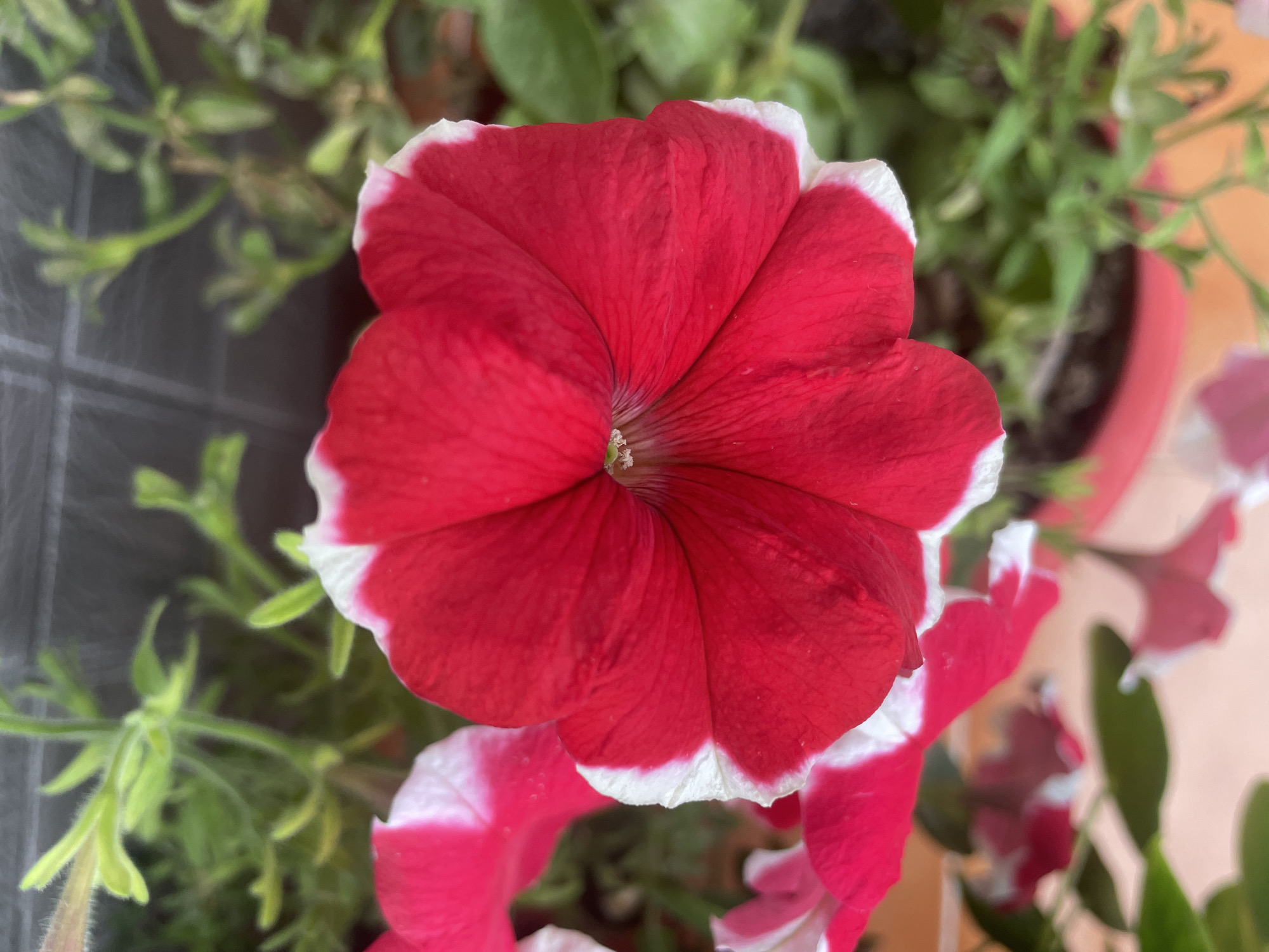 The image displays a close-up view of a vibrant red petunia flower with a white edge, set against a blurred background of green foliage and a hint of a terracotta pot. The flower's petals are delicate and slightly ruffled, radiating from a central point. The lighting suggests an outdoor setting, likely during daylight hours. There is no indication of the city of Bhagsu, India, or any people present in the image. The scene focuses entirely on the botanical subject.