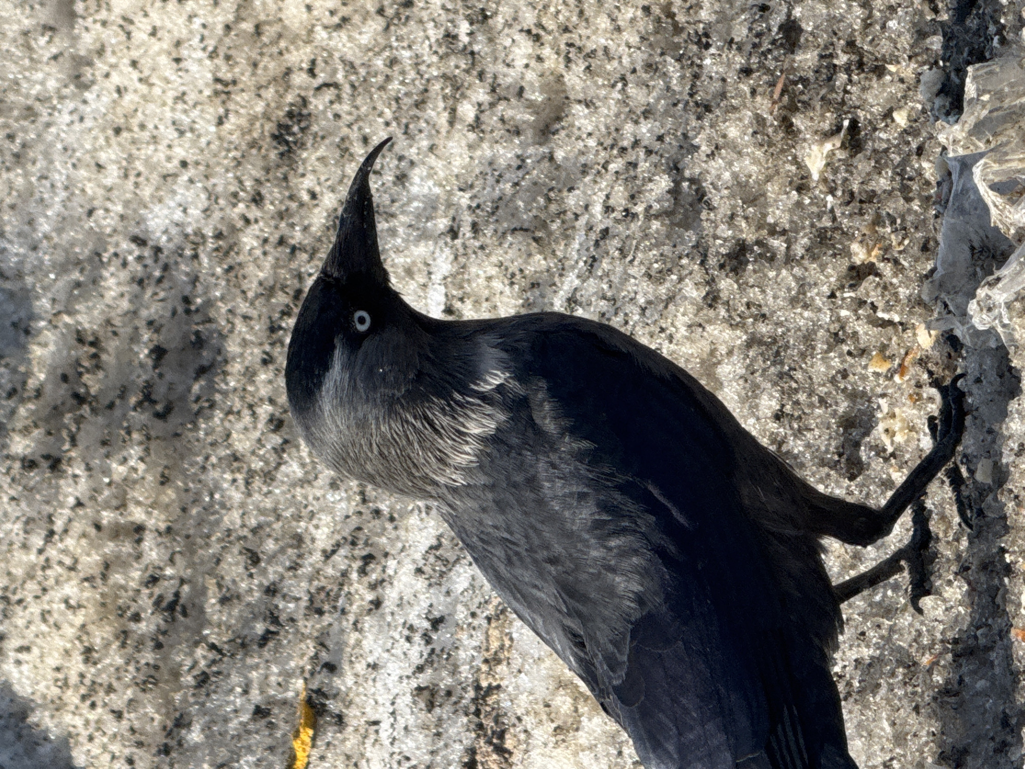 A Western Jackdaw stands on a patch of dirty snow and debris. The bird, mostly black with grey nape feathers, faces away from the lower right corner and towards the upper left corner of the frame, its head turned towards the viewer. The ground is a mix of snow, dirt, and scattered debris, including some translucent plastic-like pieces. The location, inferred from the prompt, is Zav'yalovo, Russia. No other people, subjects, objects, actions, or interactions are visible in the scene.