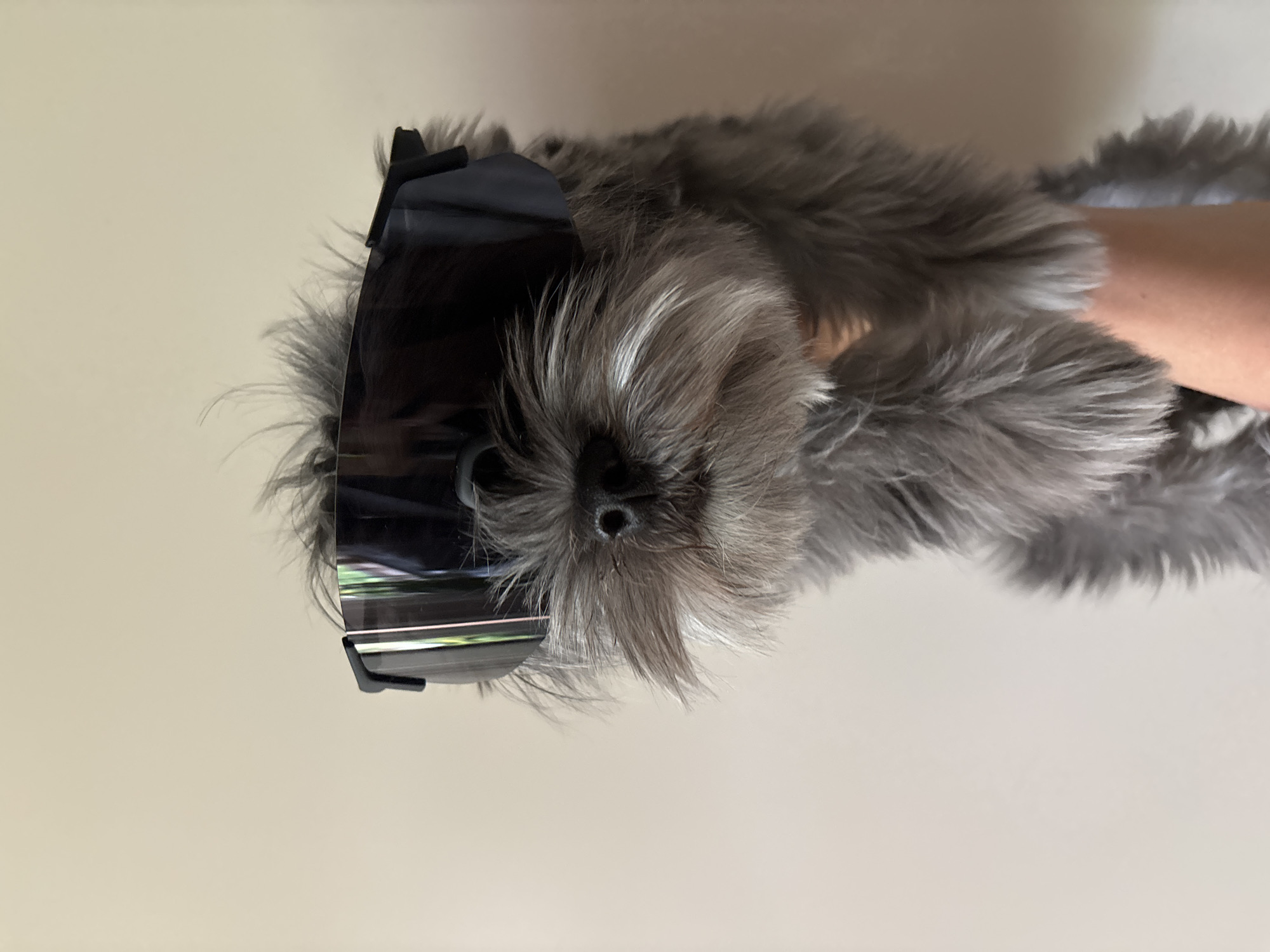 A gray, furry dog is wearing a pair of black sunglasses. A light-skinned human arm is visible holding the dog. The background is a plain, light tan color. There is no indication of location or a city in the image.
