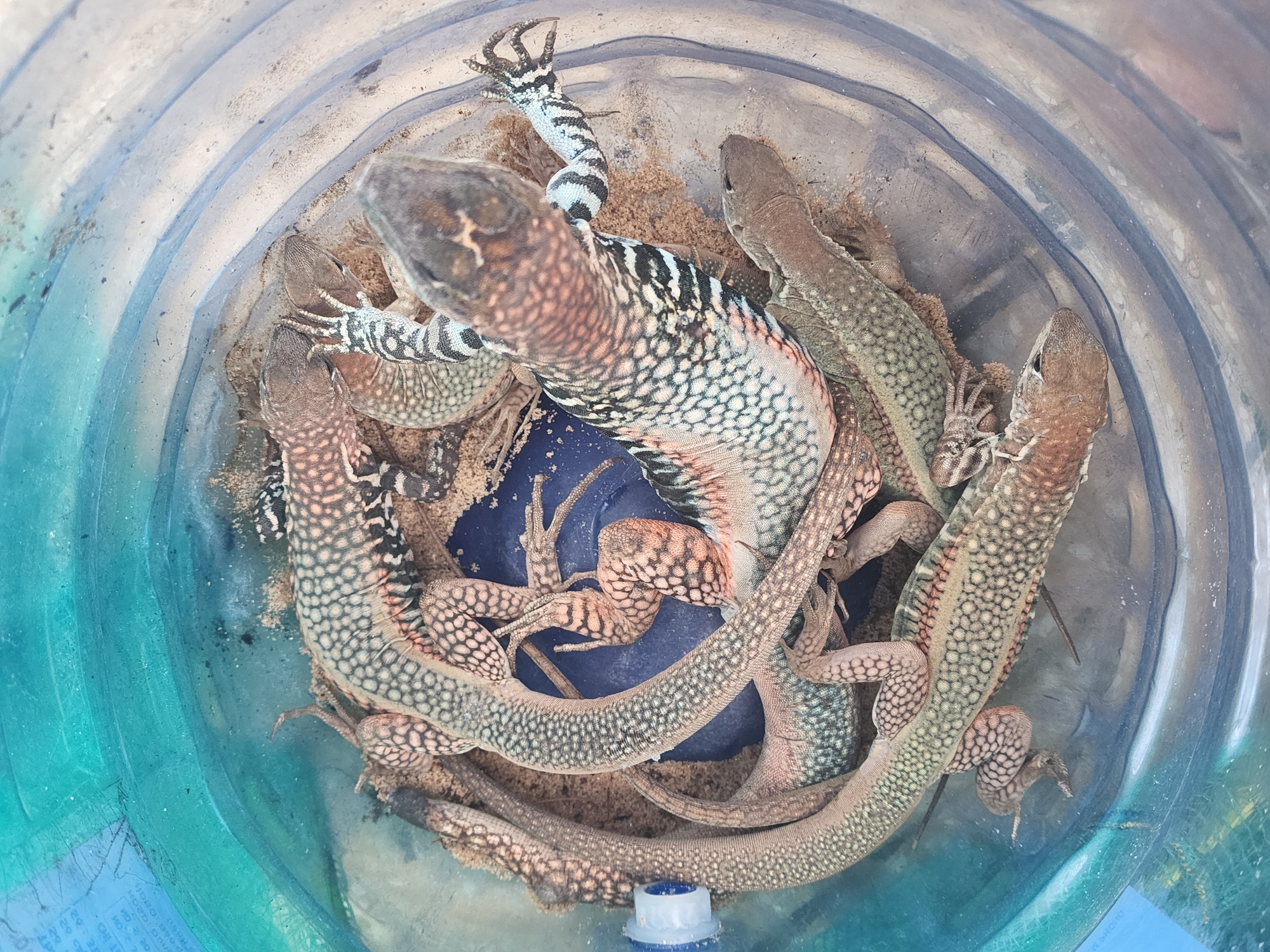 The image is a close-up, overhead view of a group of lizards gathered inside a clear plastic container. The container has a slightly bluish tint and appears to be a large water bottle or similar vessel. The bottom of the container is covered with a layer of sand.
Several lizards are visible, some with intricate patterns on their scales. One lizard in the center has a distinctive pattern of black and white bands on its tail and legs, along with a reddish-pink hue on its back, marked with numerous small, dark spots. Other lizards are predominantly light brown or tan with darker speckling. Their bodies are elongated, and their limbs are visible, with sharp claws. The lizards are piled on top of each other, suggesting they are being kept together.
The lighting suggests it might be daytime, as there is no indication of artificial lighting. The overall scene appears to be a collection of live animals, possibly for research, sale, or temporary containment. There is no visible text in the image, nor any clues about the specific time of day, weather, or emotional states of the animals. The setting is confined to the interior of the plastic container. The provided location context places this scene in Phu Thuy Ward, Vietnam.