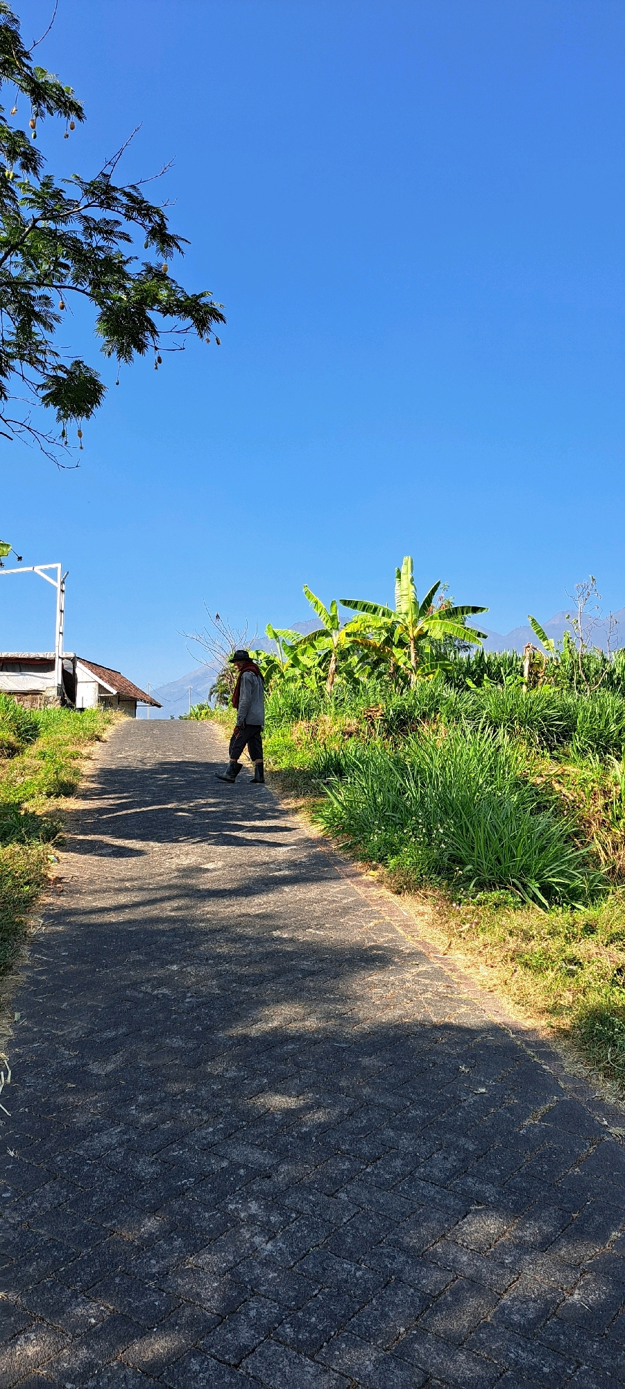 In Sekarjoho, Indonesia, a person walks along a paved pathway bordered by lush green grass and banana trees under a clear blue sky. The pathway is paved with interlocking dark gray bricks, and shadows from unseen foliage are cast across its surface. The individual is wearing a gray long-sleeved shirt, dark pants, boots, a hat, and a scarf. In the background, a small building with a white exterior and a red roof is visible to the left. The overall scene depicts a rural or semi-rural setting on a sunny day.