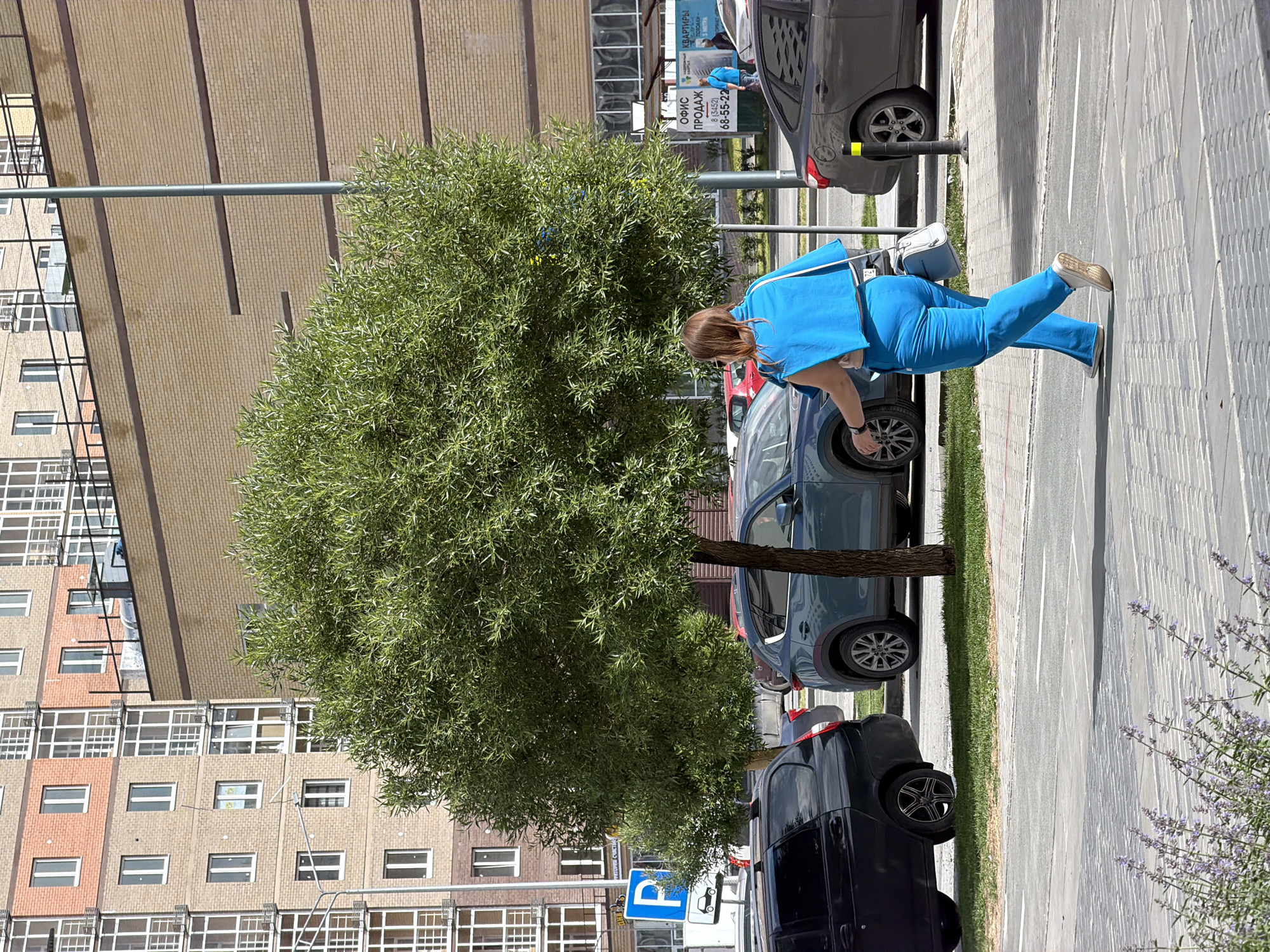 The image captures a sunlit urban street scene, likely in Tyumen, Russia, featuring a woman walking along a sidewalk, surrounded by parked cars and residential buildings.
In the foreground, a woman with light brown hair, dressed in a bright blue short-sleeved top and matching blue pants, walks from left to right. She carries a light-colored shoulder bag over her shoulder. She is on a textured grey paved sidewalk, which is bordered by a strip of green grass and some purple, lavender-like flowers on the right.
Along the street, several cars are parked: a dark blue or black van/car is in the immediate foreground, followed by a light blue/green SUV positioned behind a large, leafy green tree with a slender trunk. Further down the street, a dark grey SUV is also visible.
The background consists of multi-story residential buildings with facades of light brown and tan bricks, featuring numerous windows. One building displays prominent vertical dark lines. A light grey pole stands vertically in the scene.
Visible signage includes a blue and white parking sign displaying a "P" and a car icon. A larger sign in the background, partially obscured by the tree, features Russian text: "ОФИС ПРОДАЖ" (Office of Sales), "КВАРТИРЫ" (Apartments), and a phone number "8 (3452) 68-55-22". The bright sunlight casts sharp shadows, indicating a clear, sunny day, likely midday or afternoon.