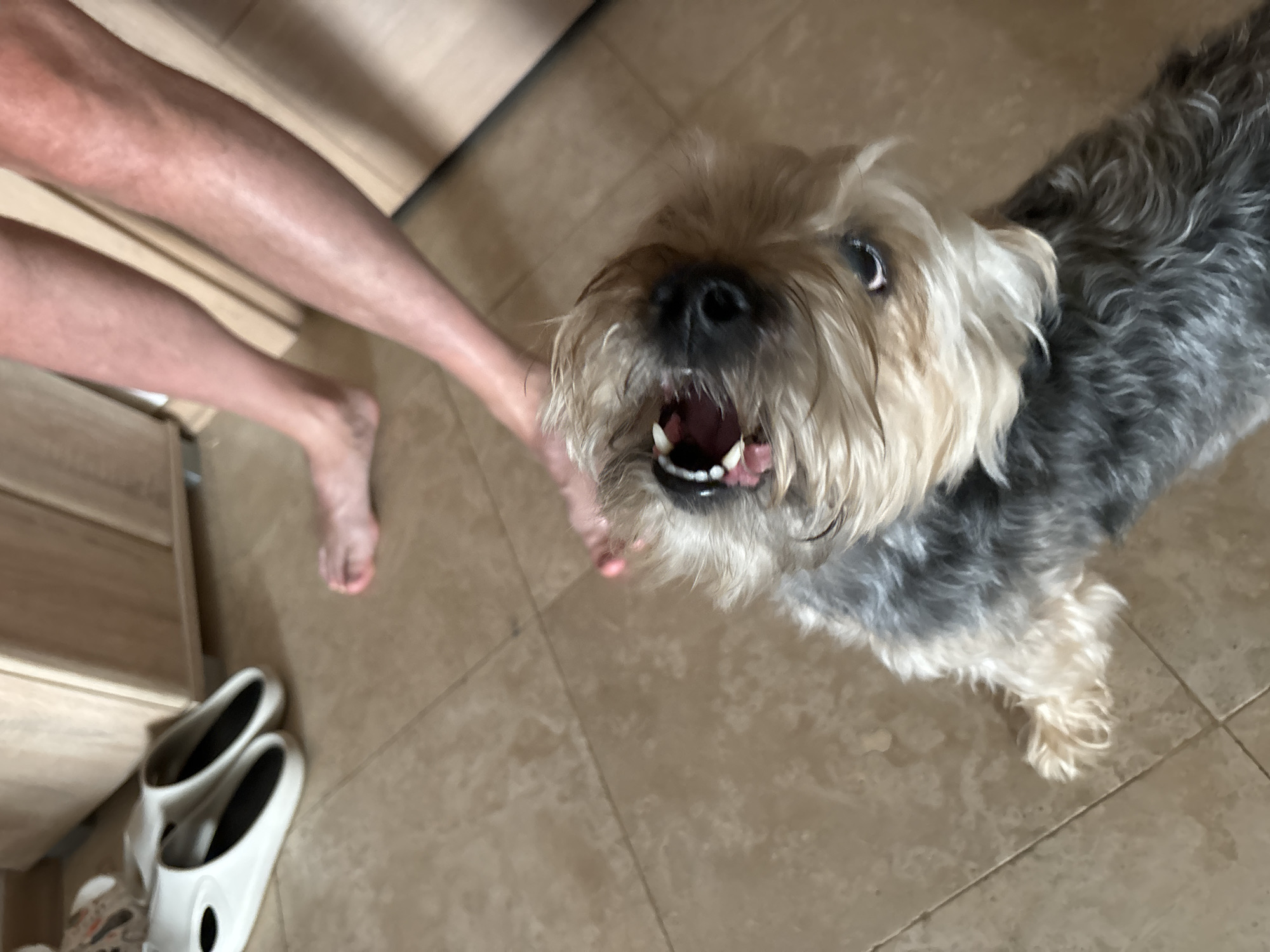 A small dog, likely a Yorkshire Terrier or similar breed, is the central subject of the image. It faces upwards with its mouth open, appearing to bark or pant. Its fur is a mix of gray and tan. In the background, the lower legs and feet of a person are visible. To the left, there's a cabinet and a pair of white shoes. The ground is tiled. The location is most likely indoors. There is no information available in the image to indicate the location is Budva, Montenegro.