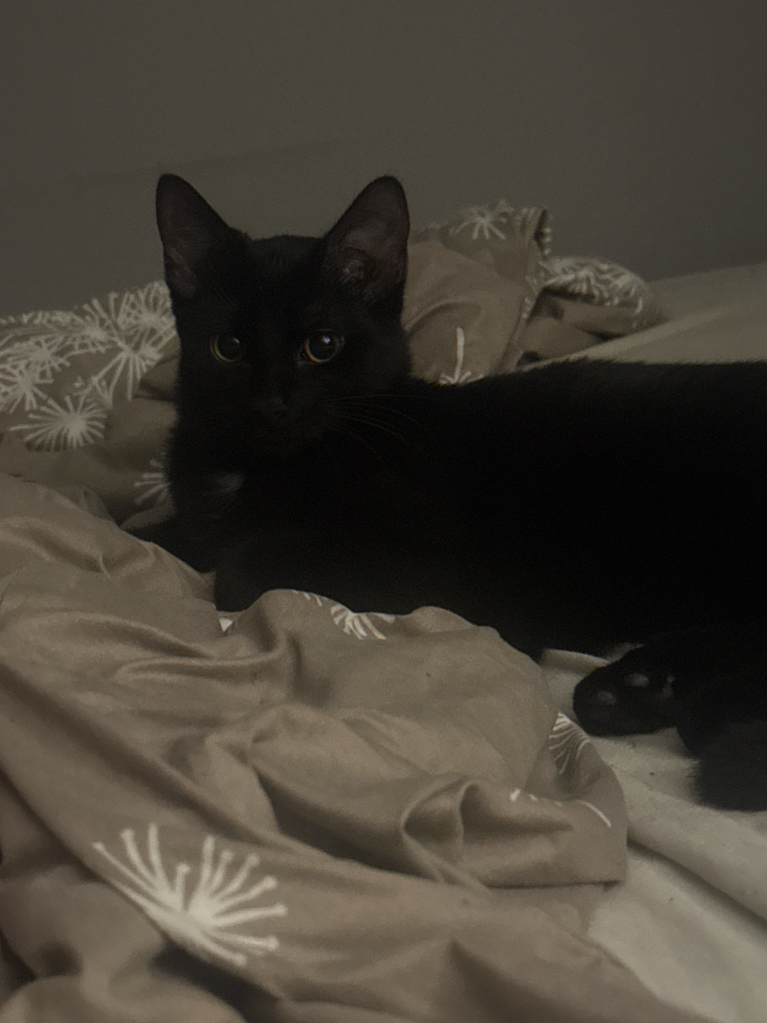 A black cat is lying on a bed with tan bedding that has a white floral pattern. The cat is facing the camera, with its head tilted slightly to the left. Its eyes are open and bright yellow. The cat's body is mostly black, with some white fur on its chest. The bedding is wrinkled and appears to be made of a soft material. The background is dark and out of focus. The scene is dimly lit, with the light source appearing to be from the front and slightly to the left of the cat. There is no information in the image to determine the location within the city of Gorzow, Poland.