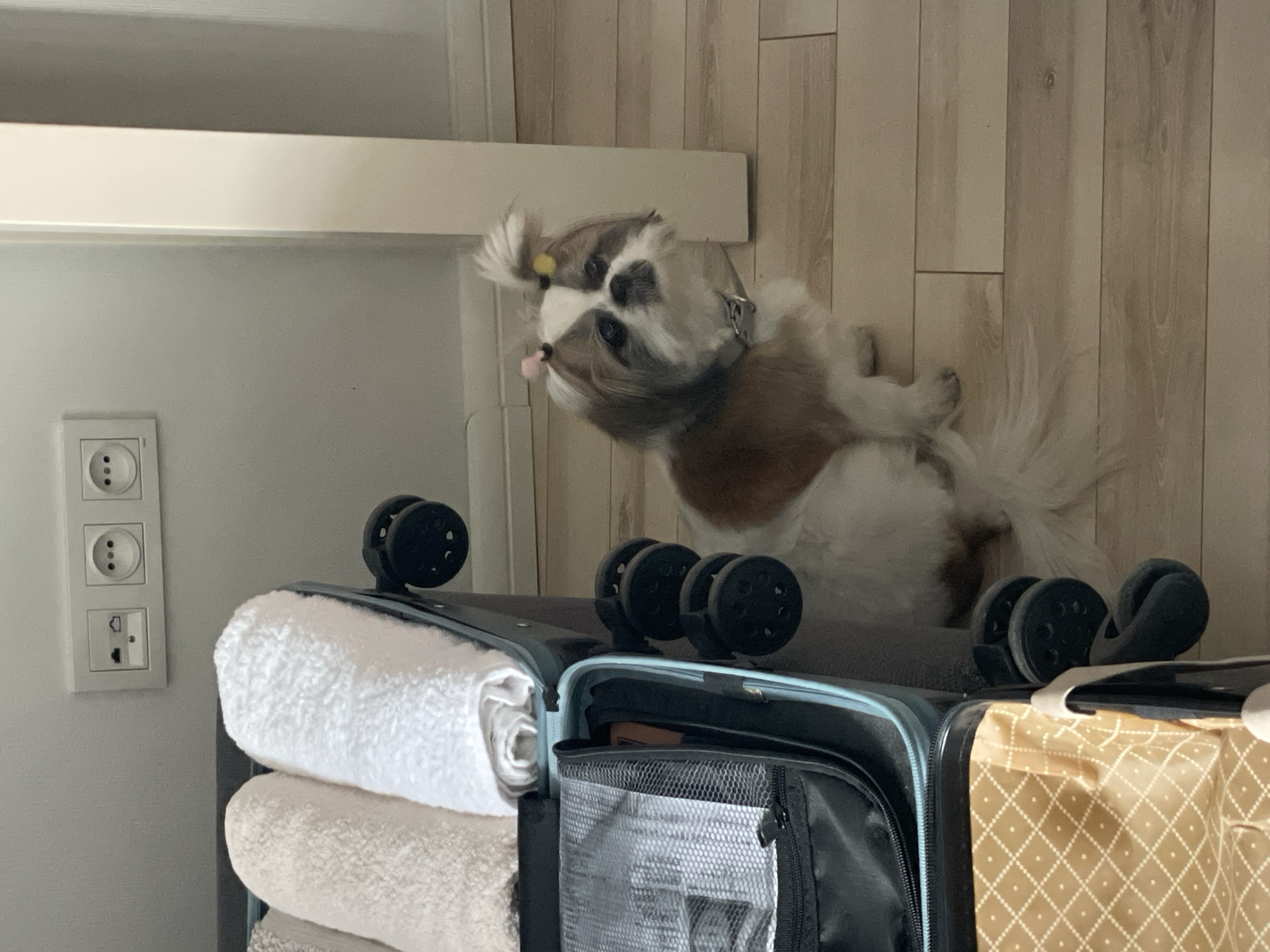 A tan and white Shih Tzu dog with a yellow bow in its topknot stands on a partially packed suitcase. The suitcase has black wheels and contains folded white and tan towels. A black mesh bag is attached to the front of the suitcase, which is placed next to an electrical outlet. The background is a light wood paneled wall. The photograph was taken indoors. The location is not possible to determine based on the image.