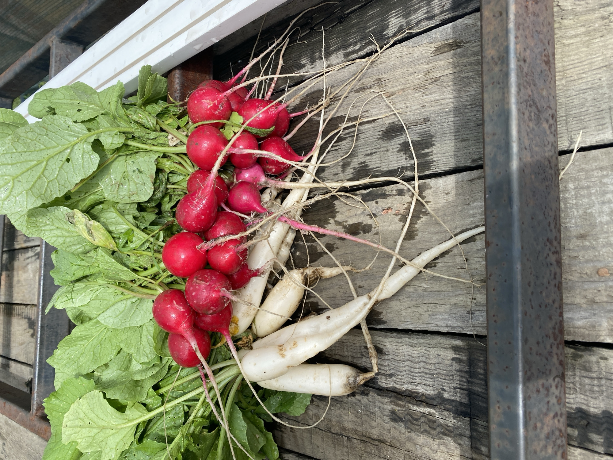 The scene, located in the city of Artyom, Russia, displays a collection of freshly harvested radishes resting on a weathered wooden surface. The primary subjects consist of numerous radishes, categorized into two distinct types: spherical, vivid red radishes and elongated, white radishes. Each radish bundle retains its vibrant green leafy tops, some exhibiting minor perforations and dirt residue. Extensive networks of thin, light-colored roots are splayed across the wooden planks beneath the radishes. The supporting surface is comprised of several greyish-brown wooden planks, characterized by visible grain patterns and areas of moisture or staining. A dark, rusted metal frame or rail is present along the bottom and extends partially up the right side of the image. On the upper right, multiple parallel white strips, consistent with plastic or painted wood, are visible. No individuals are depicted in the image.